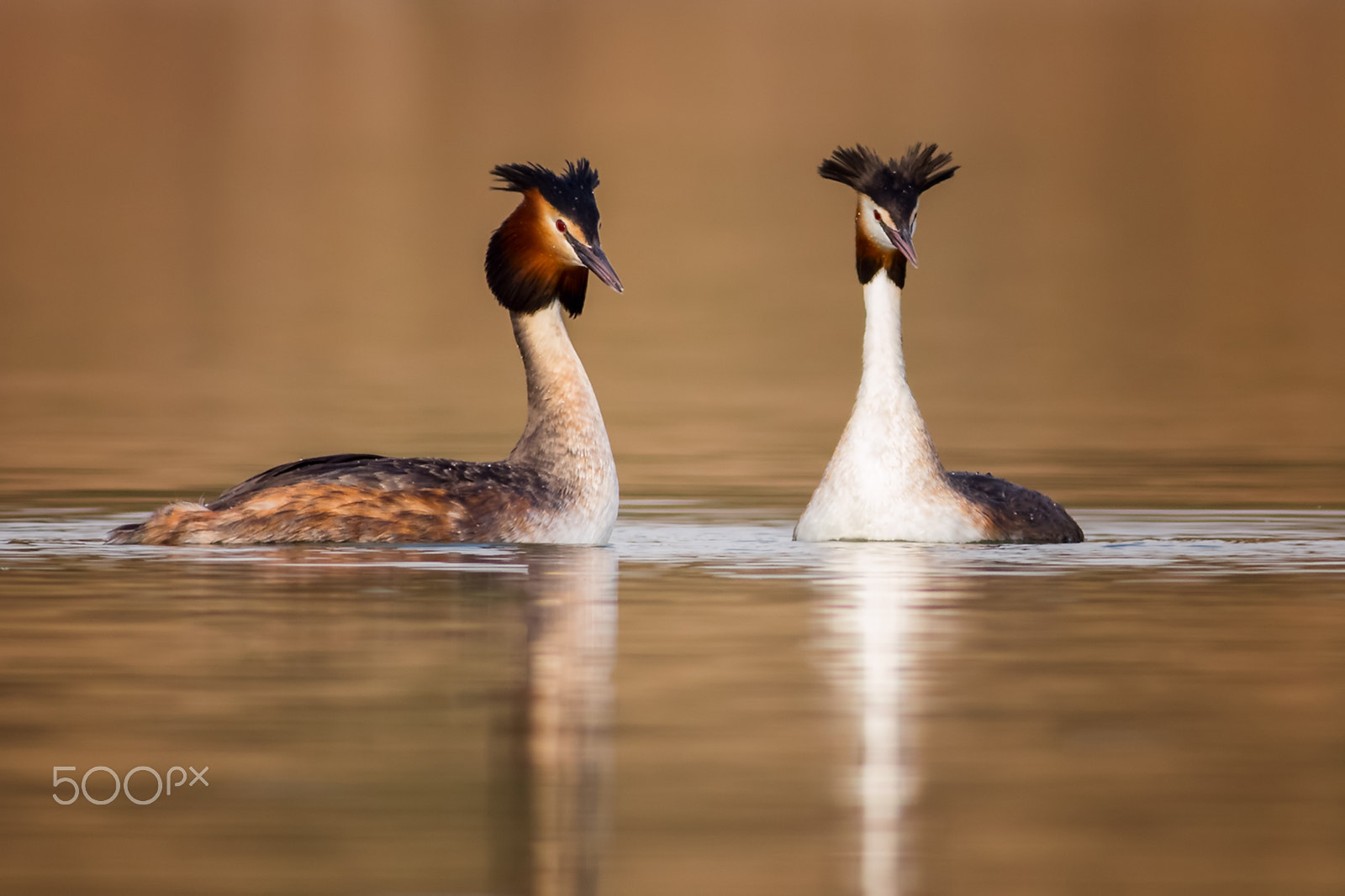 Canon EOS 6D + Canon EF 400mm F5.6L USM sample photo. Great crested grebe photography