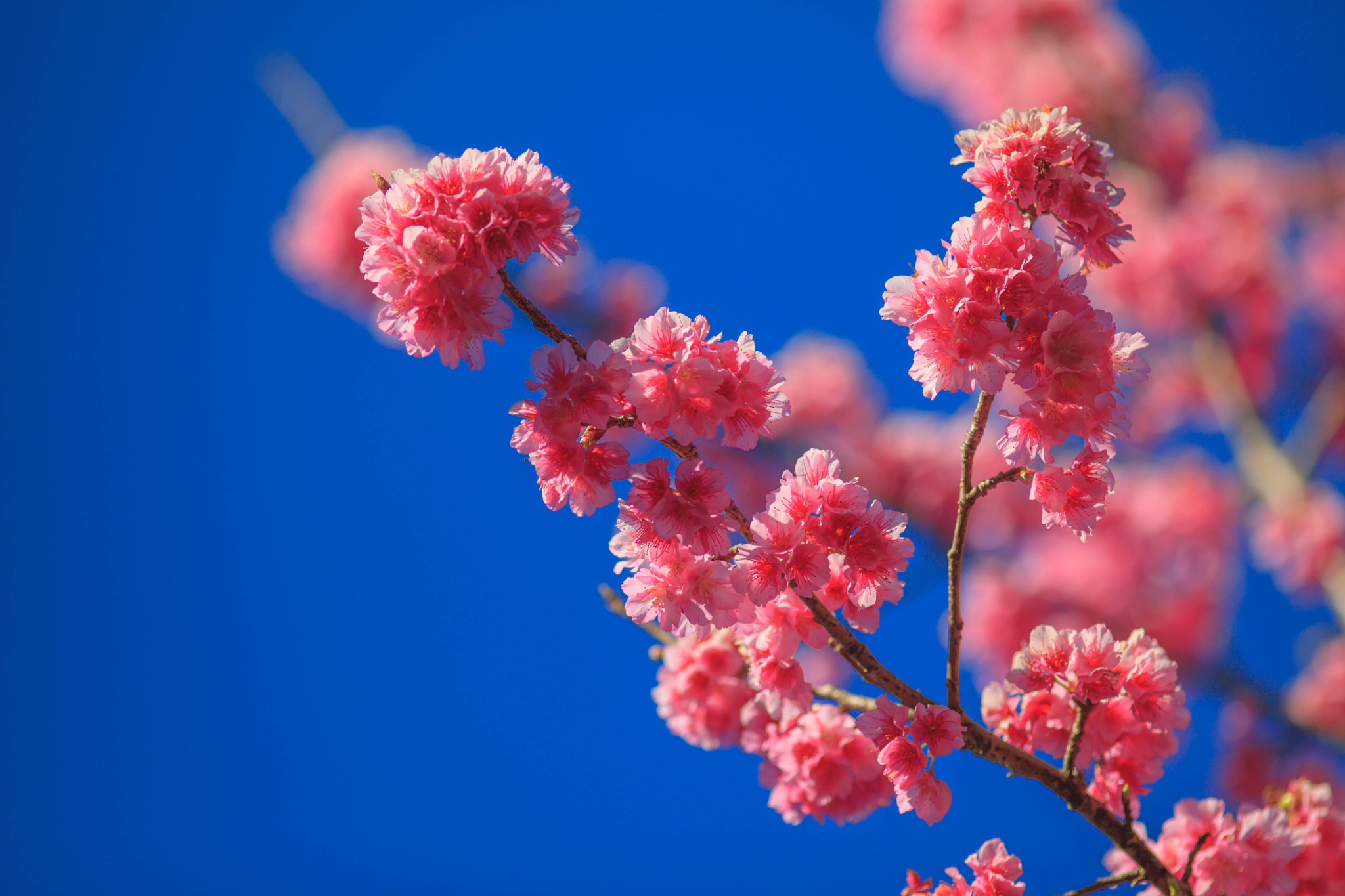 Canon EF 200mm F2.8L II USM sample photo. Sakura photography