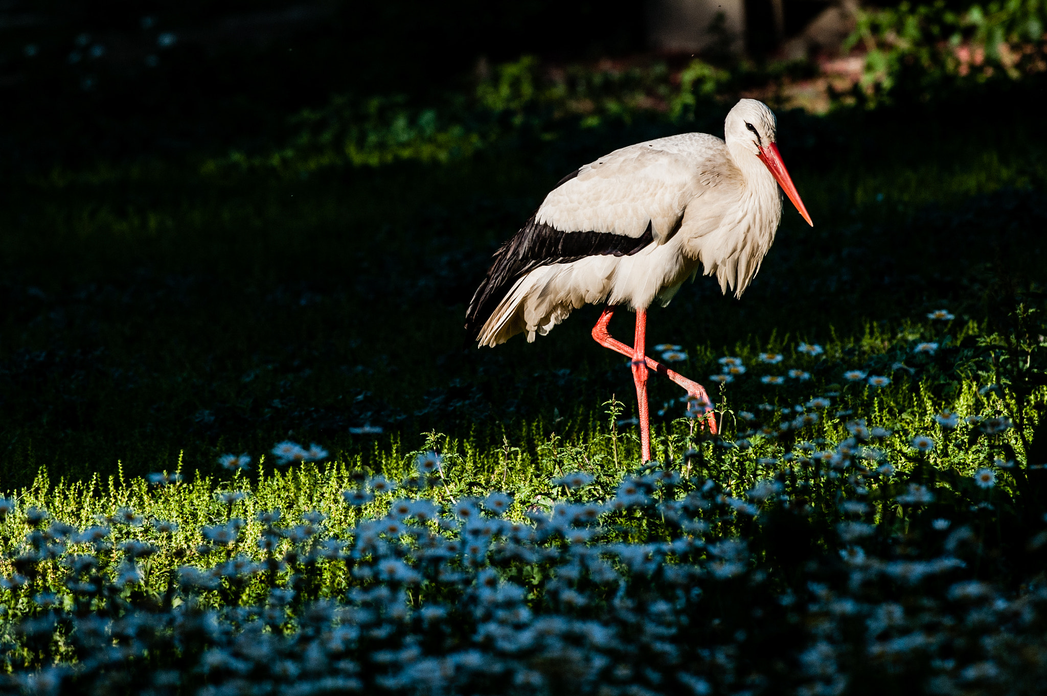 Nikon D700 + Nikon AF-S Nikkor 300mm F4D ED-IF sample photo. Stork beetwen daisys photography