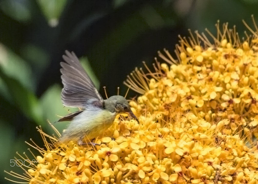 Nikon Df sample photo. Female purple-throated sunbird photography