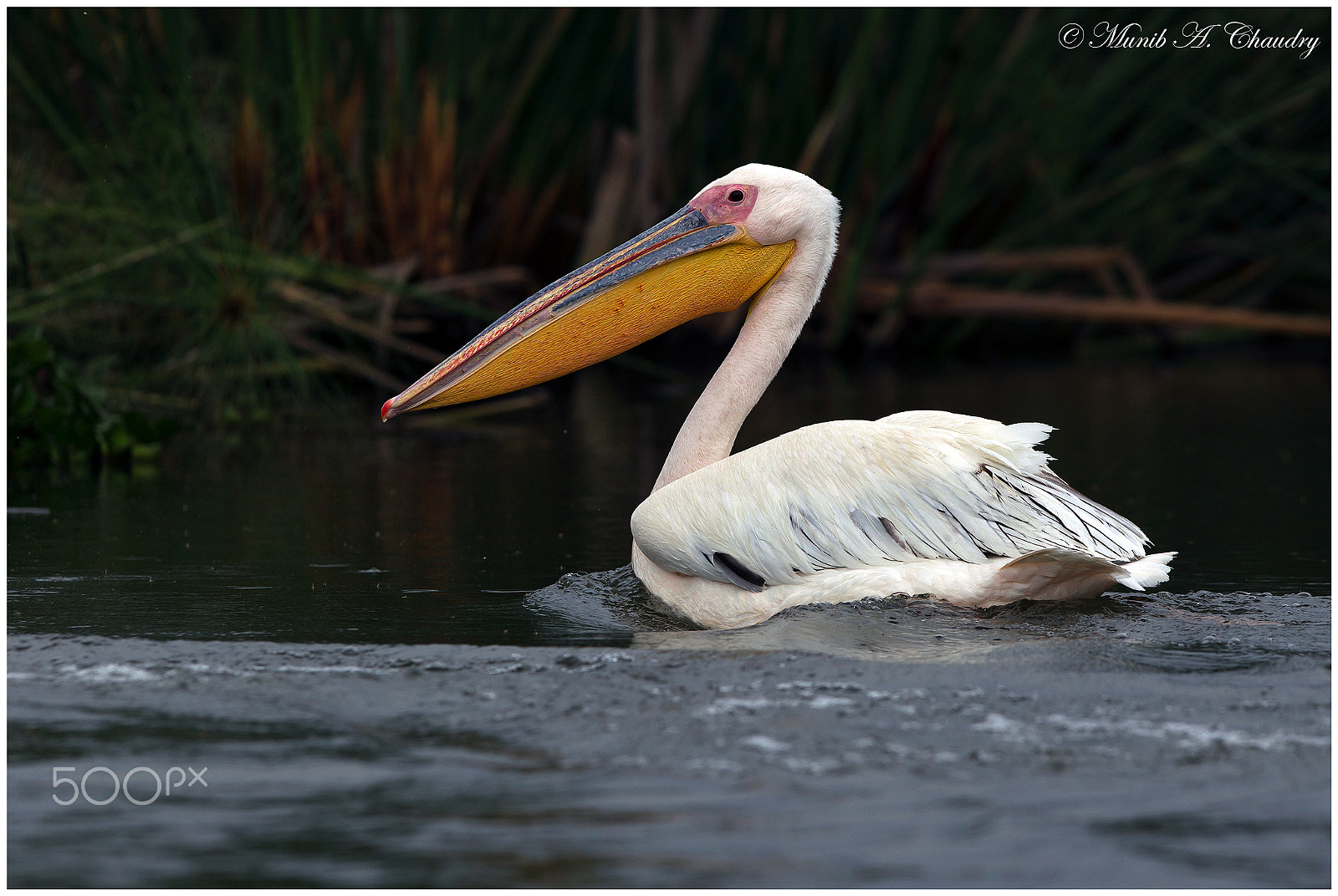 Canon EF 300mm F2.8L IS USM sample photo. The great white! photography