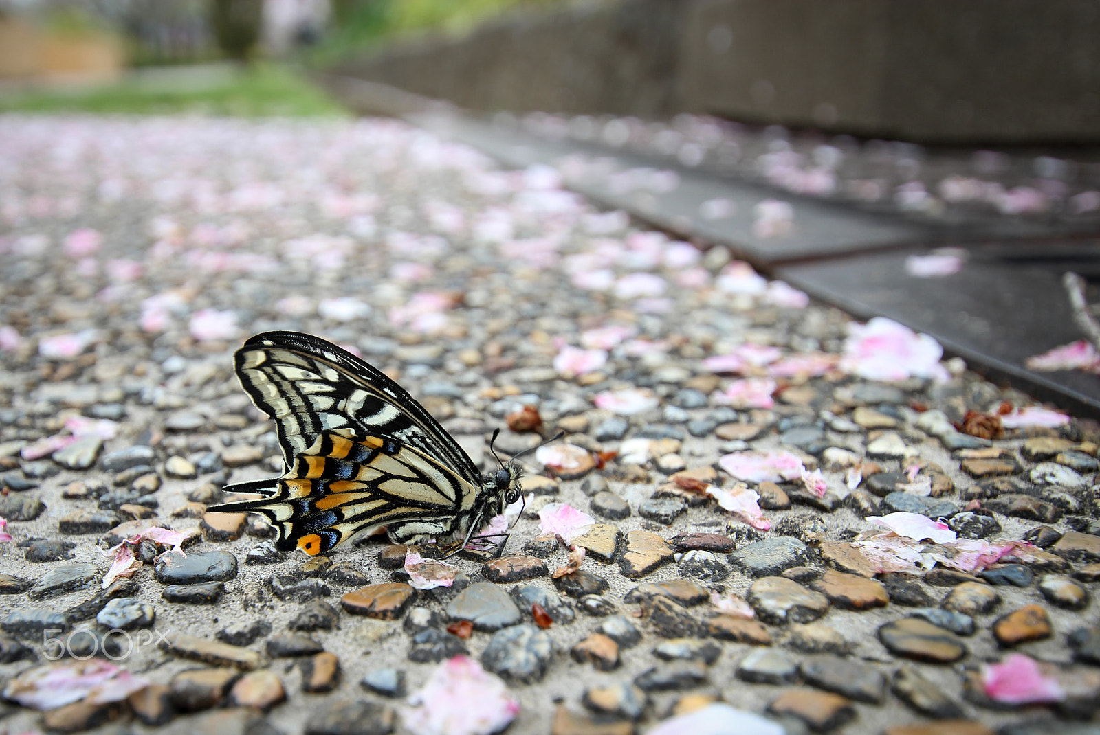 Canon EOS 600D (Rebel EOS T3i / EOS Kiss X5) sample photo. Swallowtail hanami photography