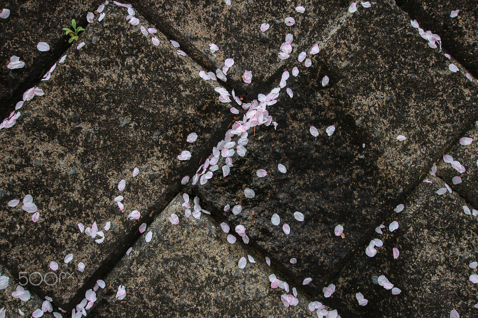 Canon EOS 600D (Rebel EOS T3i / EOS Kiss X5) sample photo. Impermanence photography