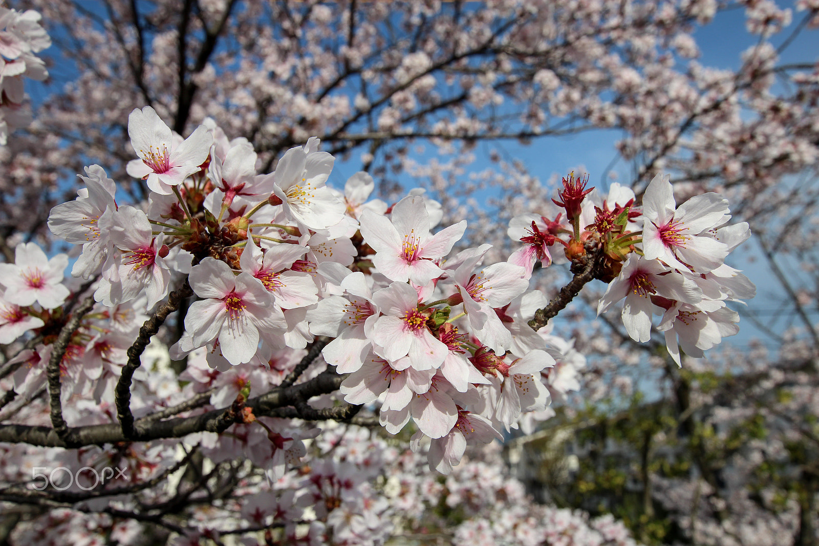 Canon EOS 600D (Rebel EOS T3i / EOS Kiss X5) sample photo. Profusion photography