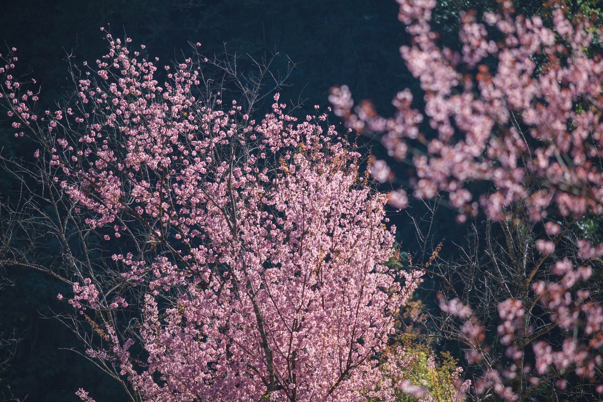 Canon EF 200mm F2.8L II USM sample photo. Sakura photography