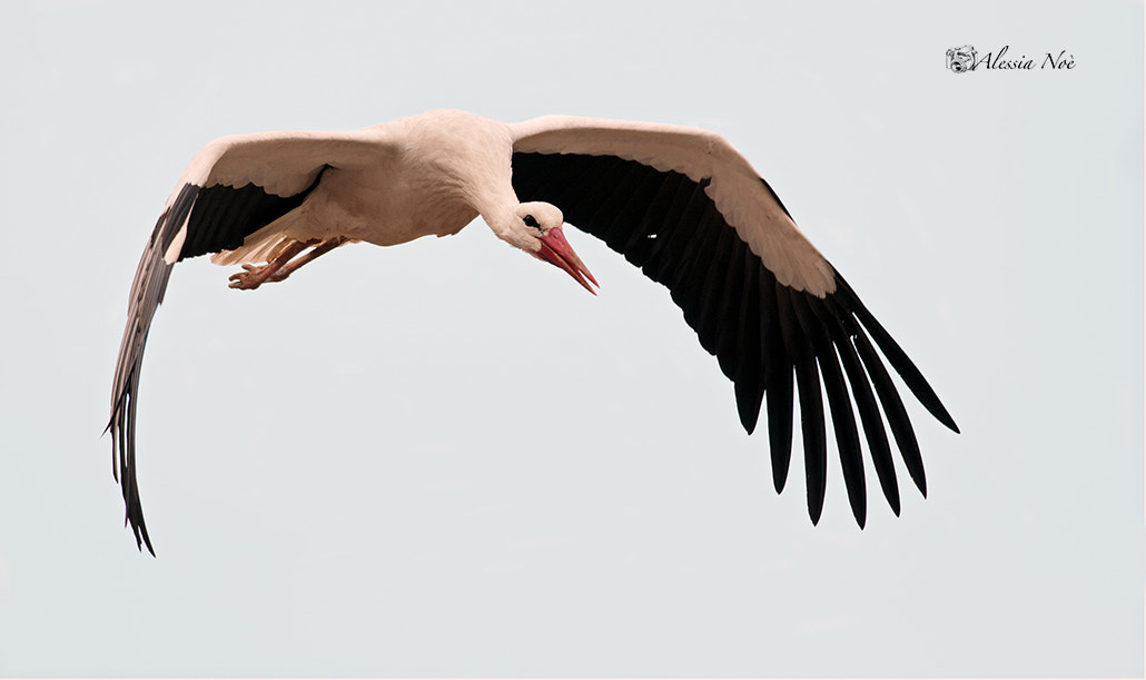 Nikon D300 + Nikon AF-S Nikkor 300mm F4D ED-IF sample photo. Stork photography