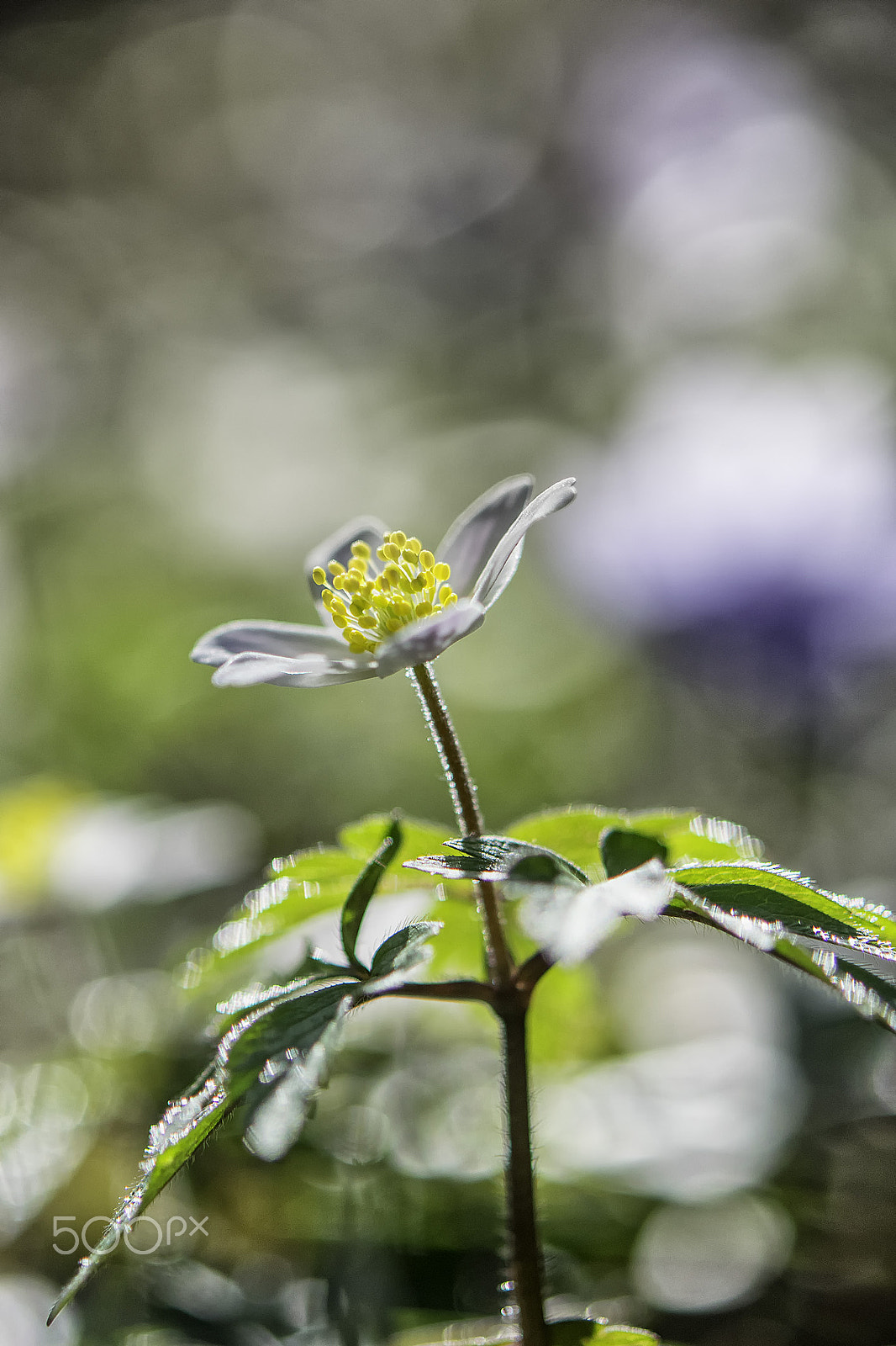 Nikon AF-S Micro-Nikkor 60mm F2.8G ED sample photo. Anemone nemorosa photography