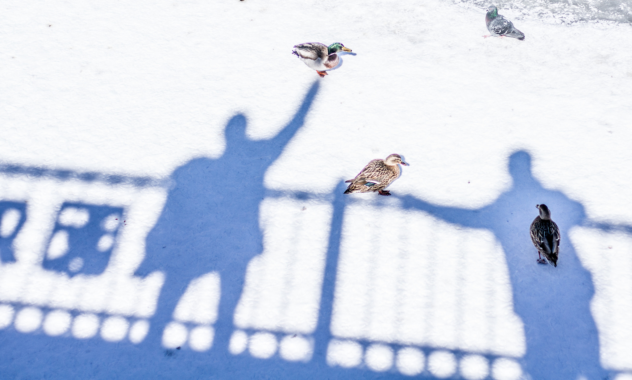 Sony Alpha DSLR-A500 + Sony 50mm F1.4 sample photo. Shadows and ducks photography
