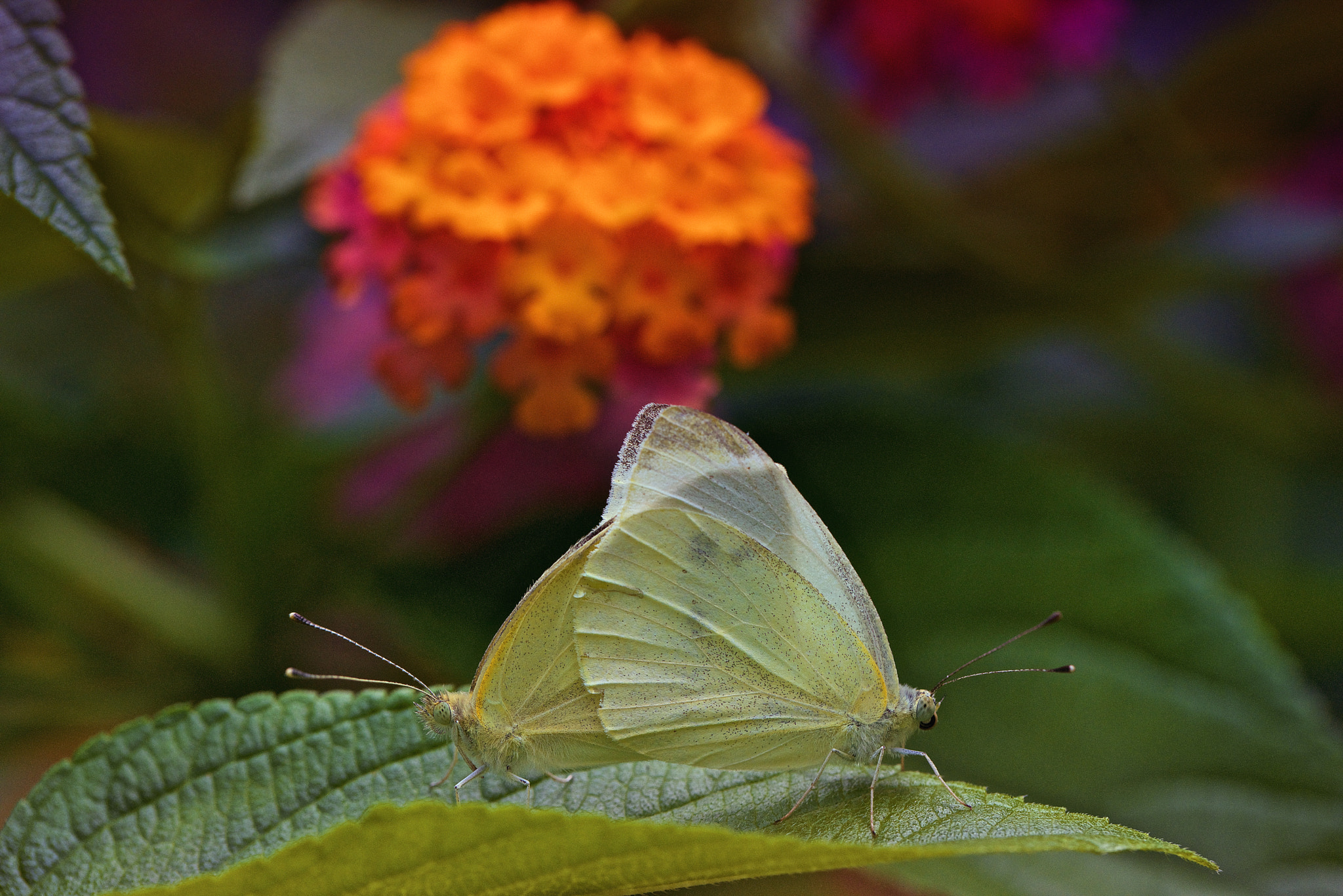 Sony a7R + Canon EF 100mm F2.8L Macro IS USM sample photo. Butterflys photography