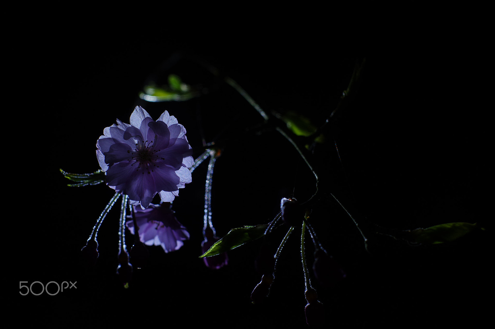 Pentax K-3 II + Pentax smc FA 50mm F1.4 sample photo. Oriental beauty photography