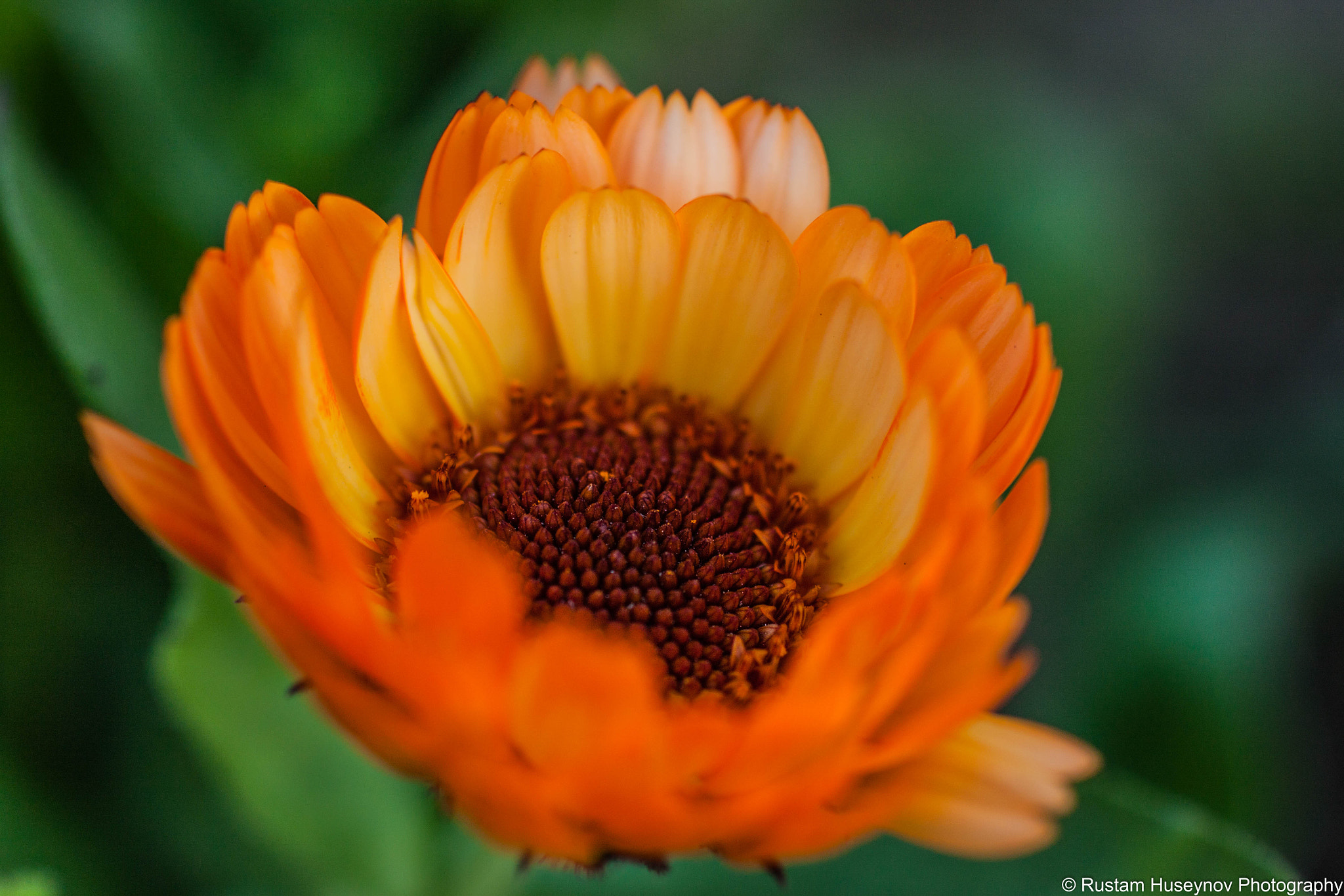 Canon EOS 500D (EOS Rebel T1i / EOS Kiss X3) + Sigma 50mm F1.4 EX DG HSM sample photo. Orange flower photography