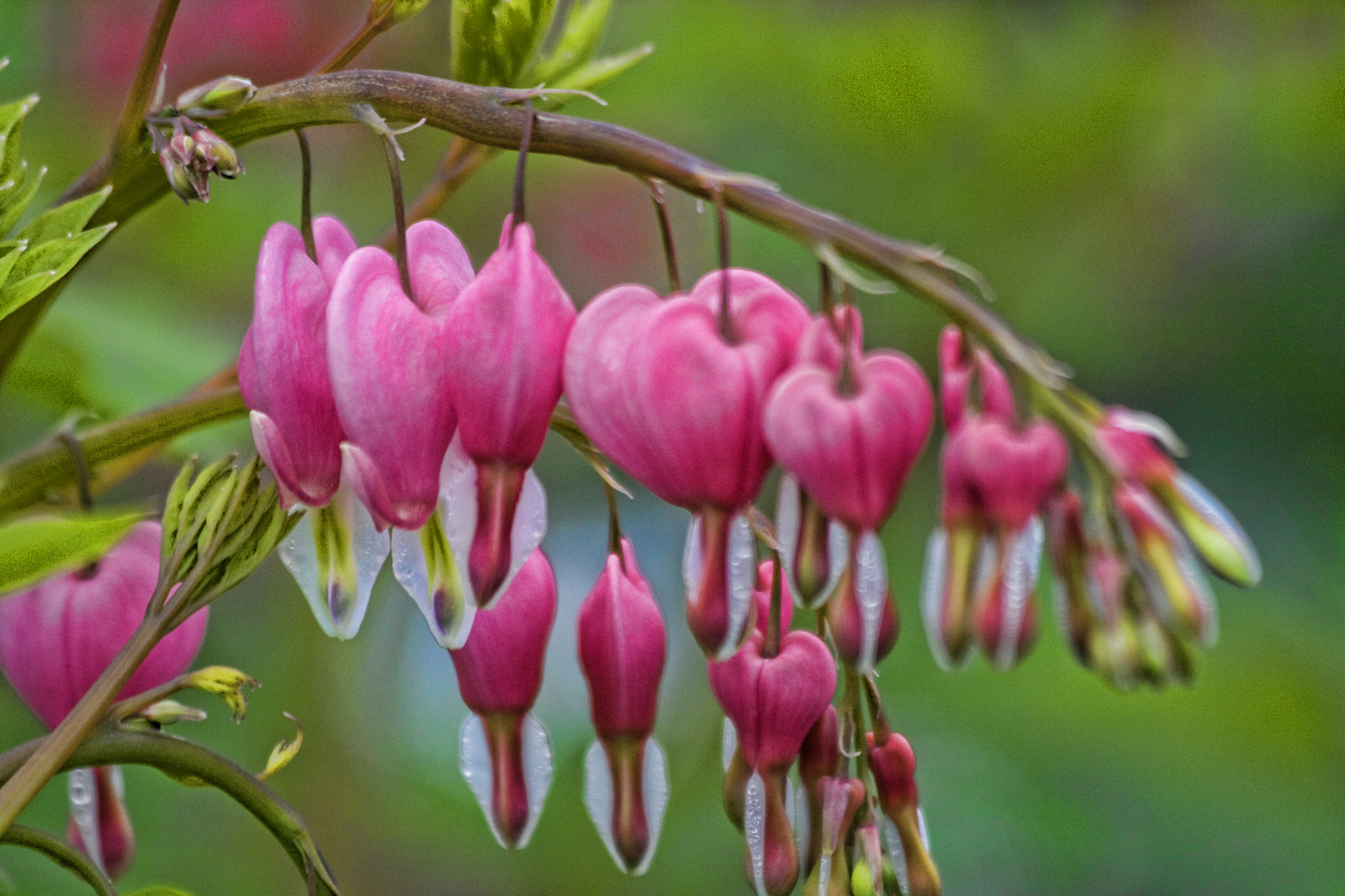 Canon EOS 400D (EOS Digital Rebel XTi / EOS Kiss Digital X) sample photo. Bleeding hearts photography