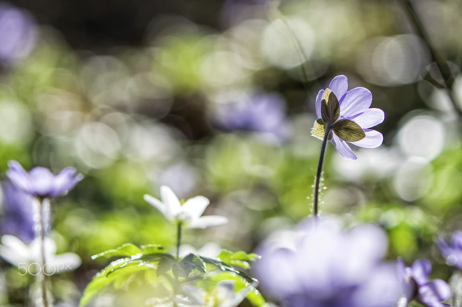Nikon AF-S Micro-Nikkor 60mm F2.8G ED sample photo. Hepatica nobilis photography