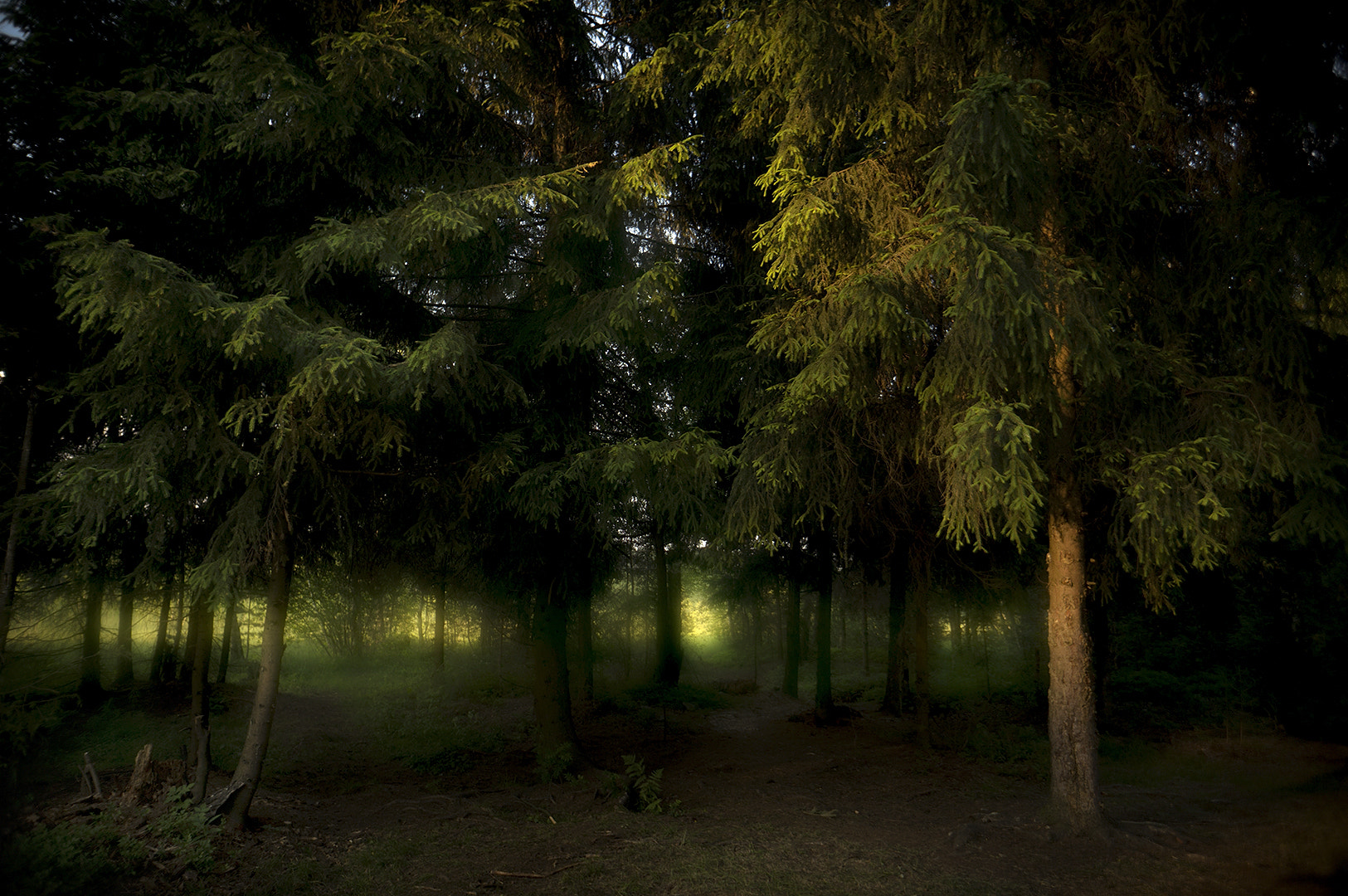 Sony Alpha NEX-6 + Sony E 16mm F2.8 sample photo. Forest photography