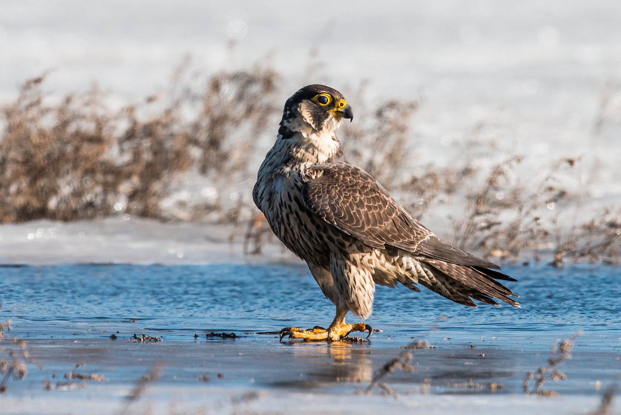 Canon EF 600mm F4L IS II USM sample photo. Looking back photography