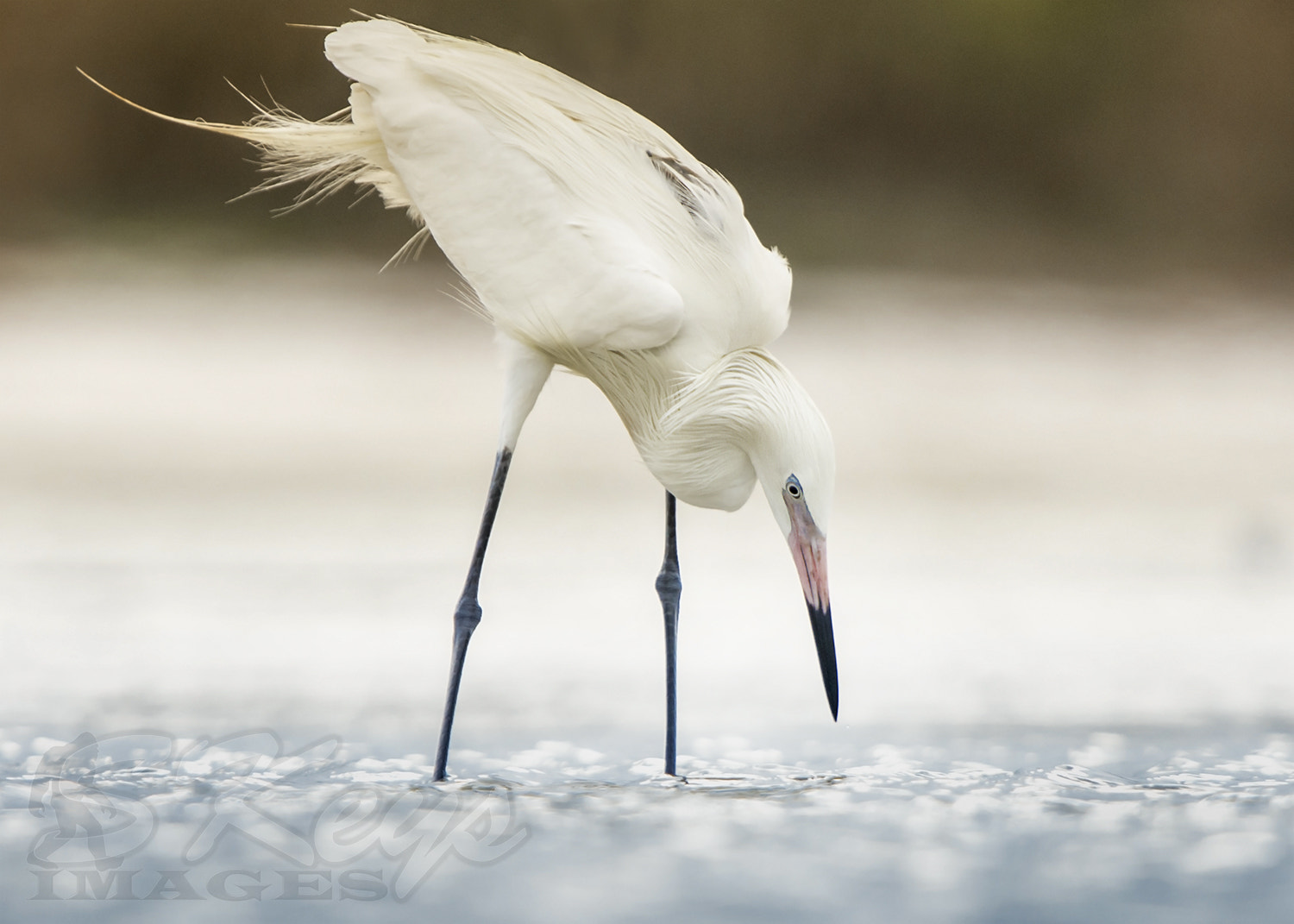 Nikon D7200 + Sigma 500mm F4.5 EX DG HSM sample photo. White (reddish egret) photography