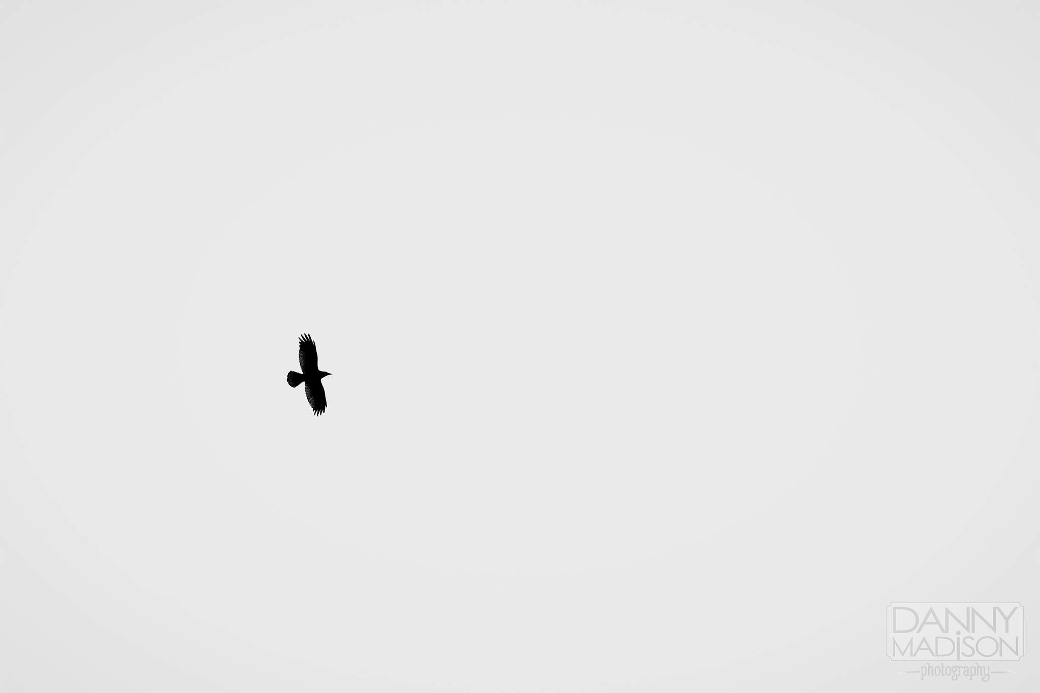 Canon EF 28-80mm f/3.5-5.6 USM sample photo. The lonesome crow photography