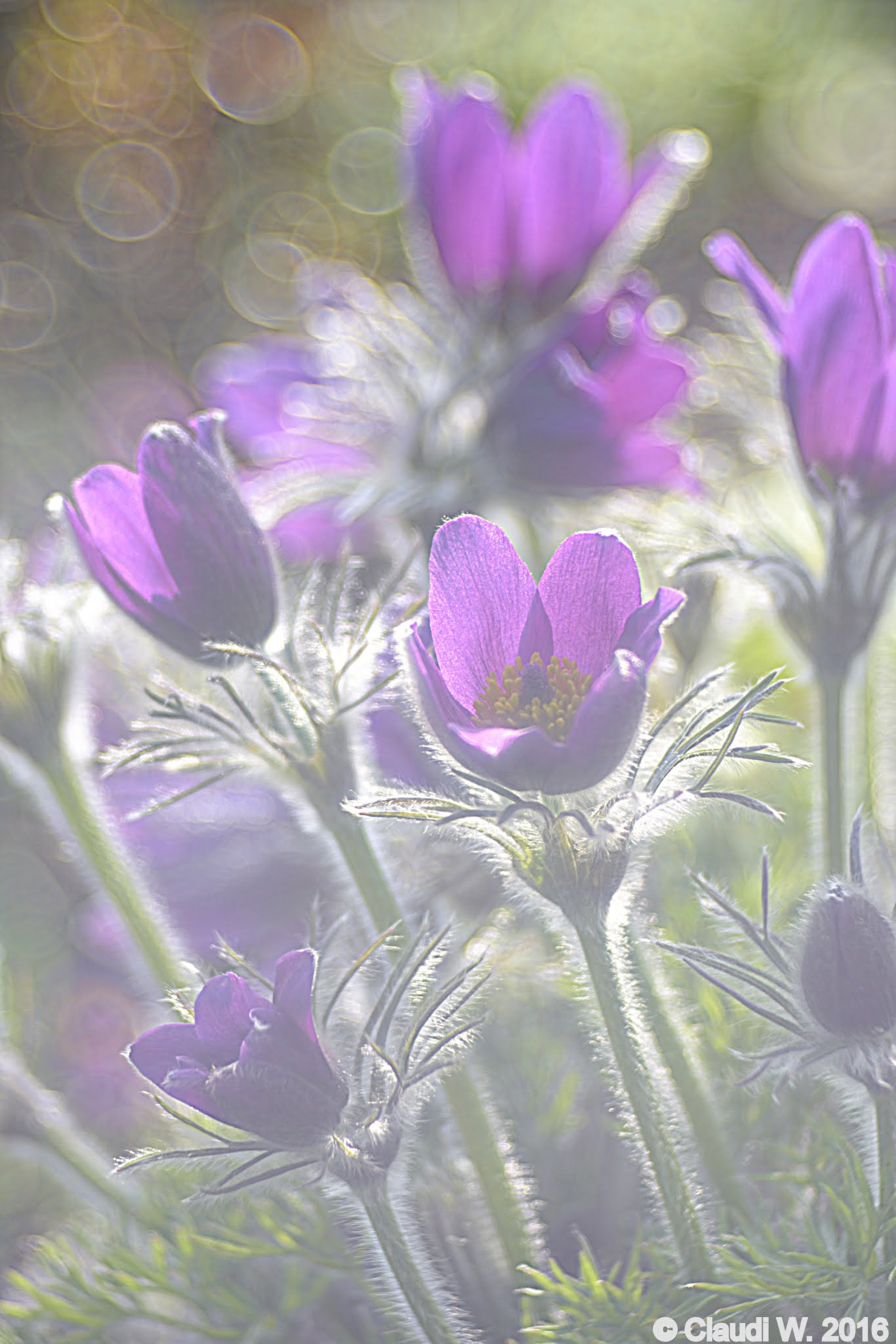 Manual Lens No CPU sample photo. Kuhschelle küchenschelle pulsatilla  photography