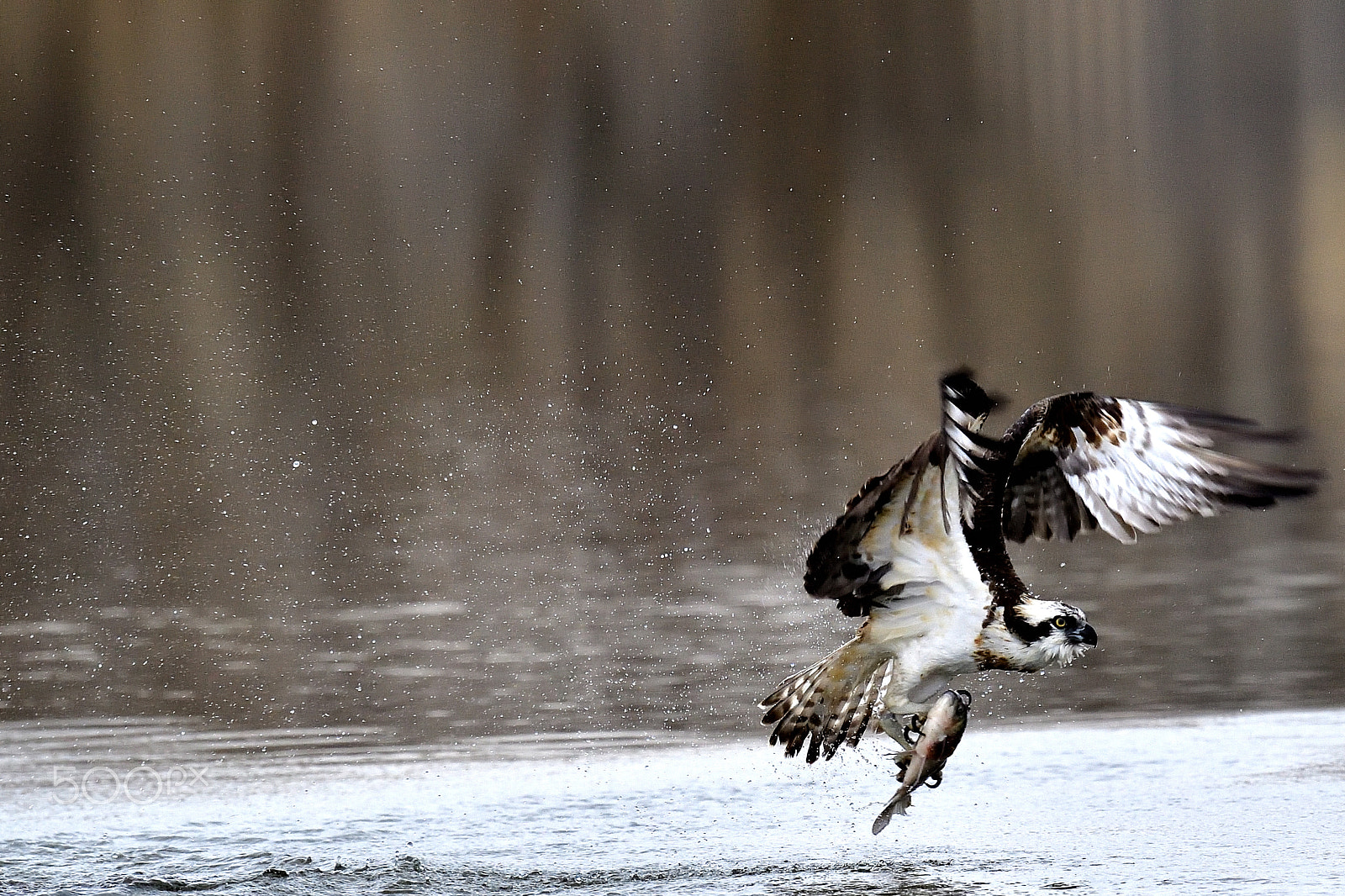 Nikon D5 + Nikon AF-S Nikkor 600mm F4G ED VR sample photo. Hunting photography