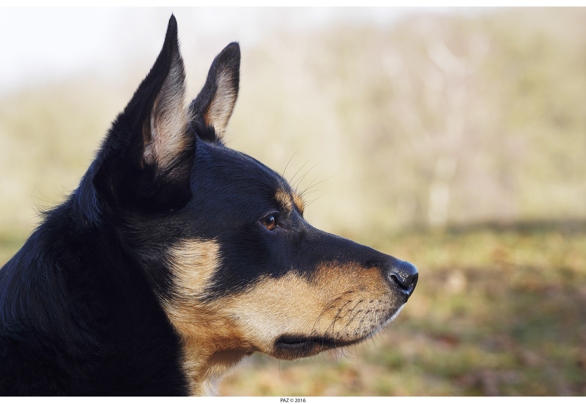 Olympus OM-D E-M10 II sample photo. Shepard's dog (part 2) photography