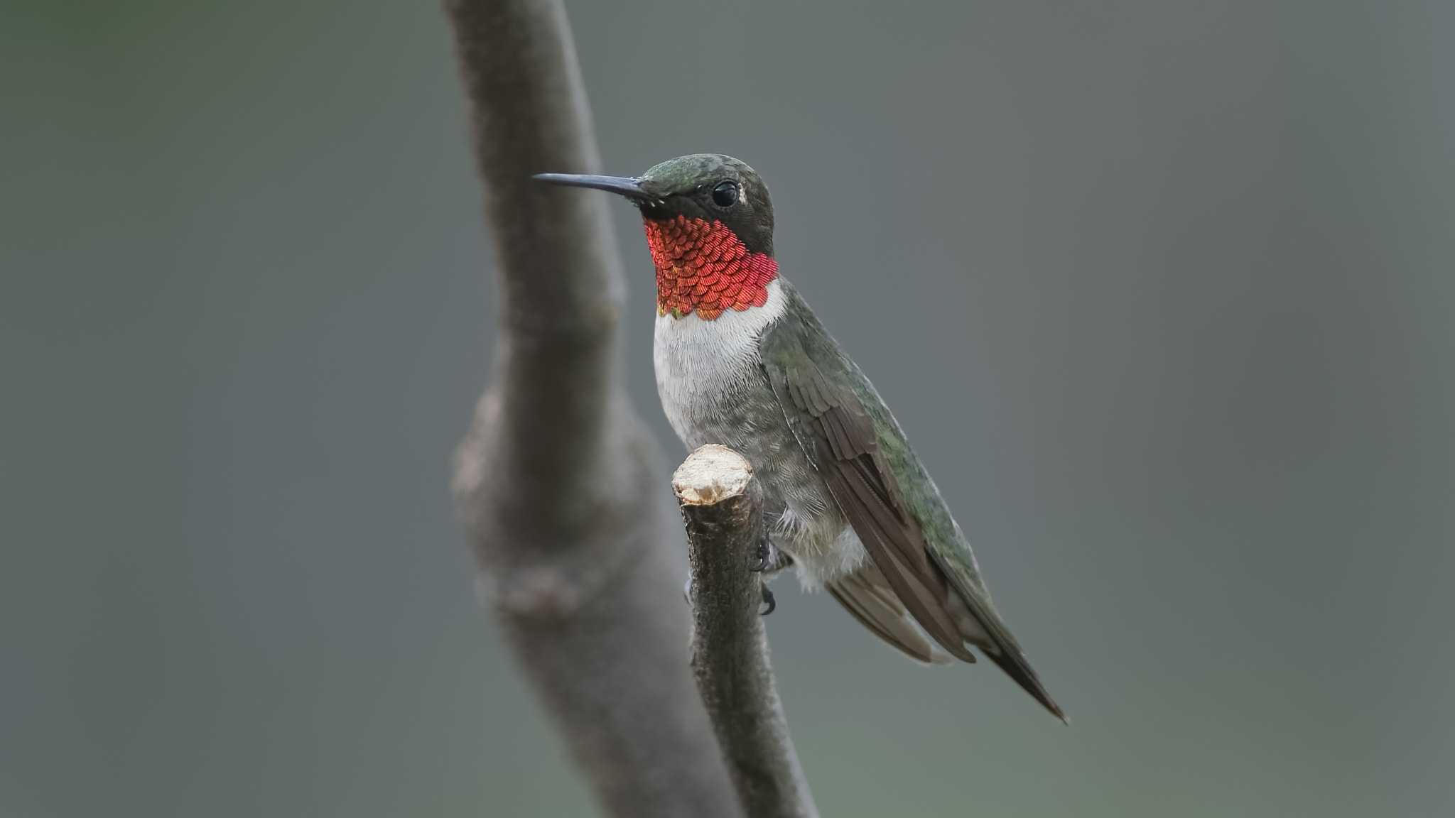 FSA-L2, EDG 65, 800mm F13 G sample photo. On guard photography
