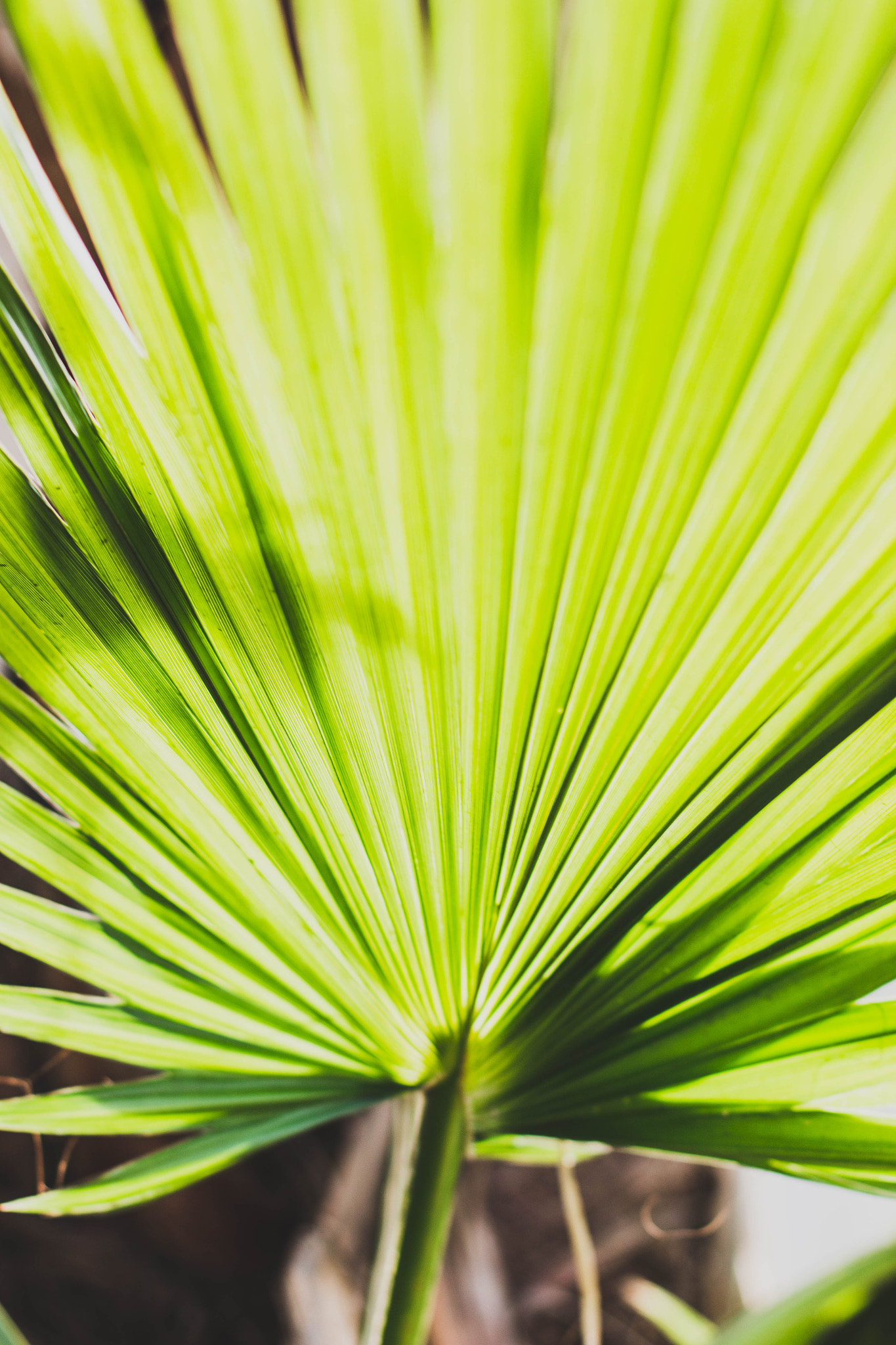 Canon EOS 650D (EOS Rebel T4i / EOS Kiss X6i) + Canon EF 50mm F1.4 USM sample photo. #afulacity photography