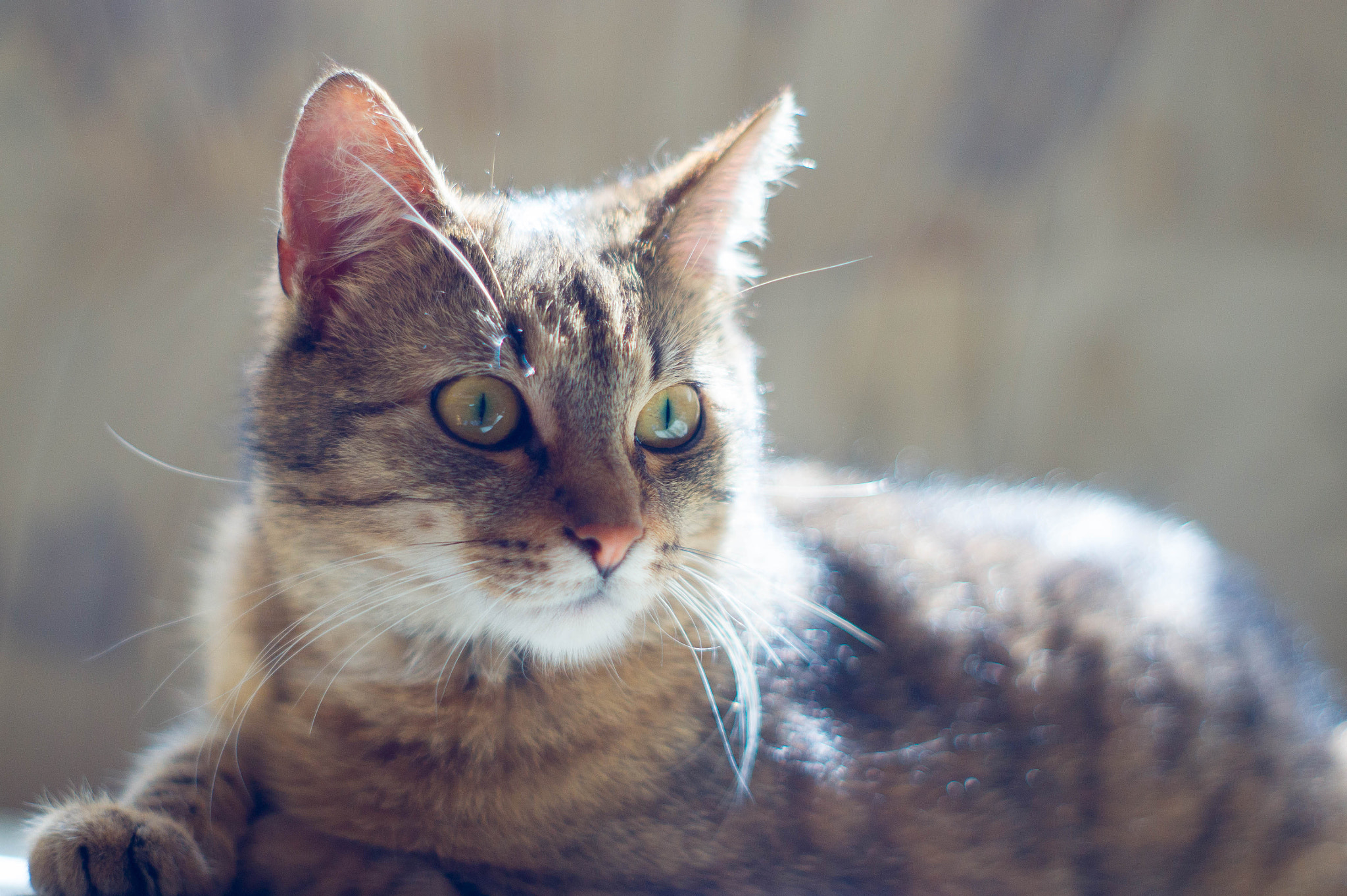 Sony Alpha DSLR-A550 + Minolta AF 50mm F1.7 sample photo. Płoszek photography