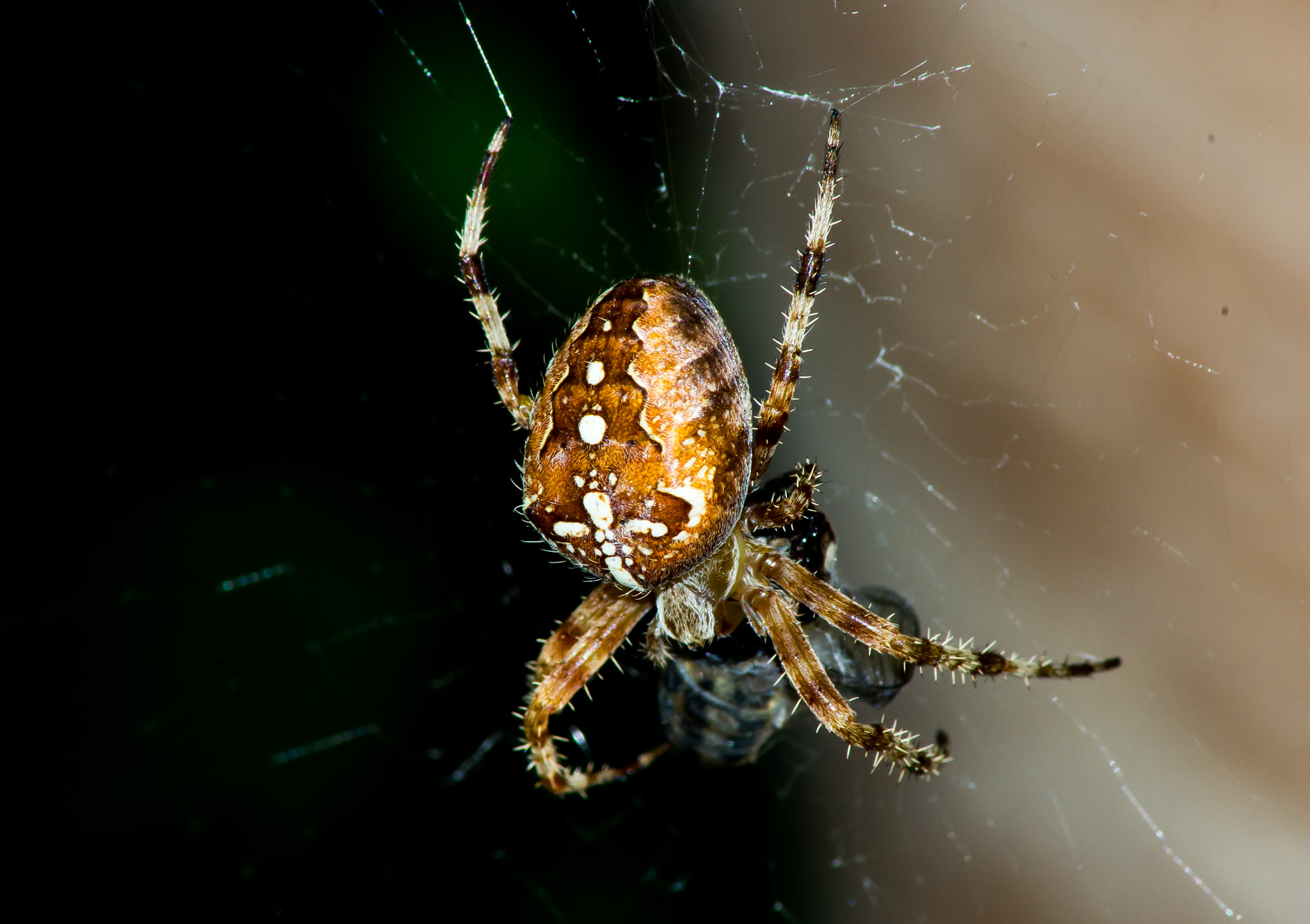 Pentax K-5 + Tamron AF 70-300mm F4-5.6 Di LD Macro sample photo. Cross the spider photography