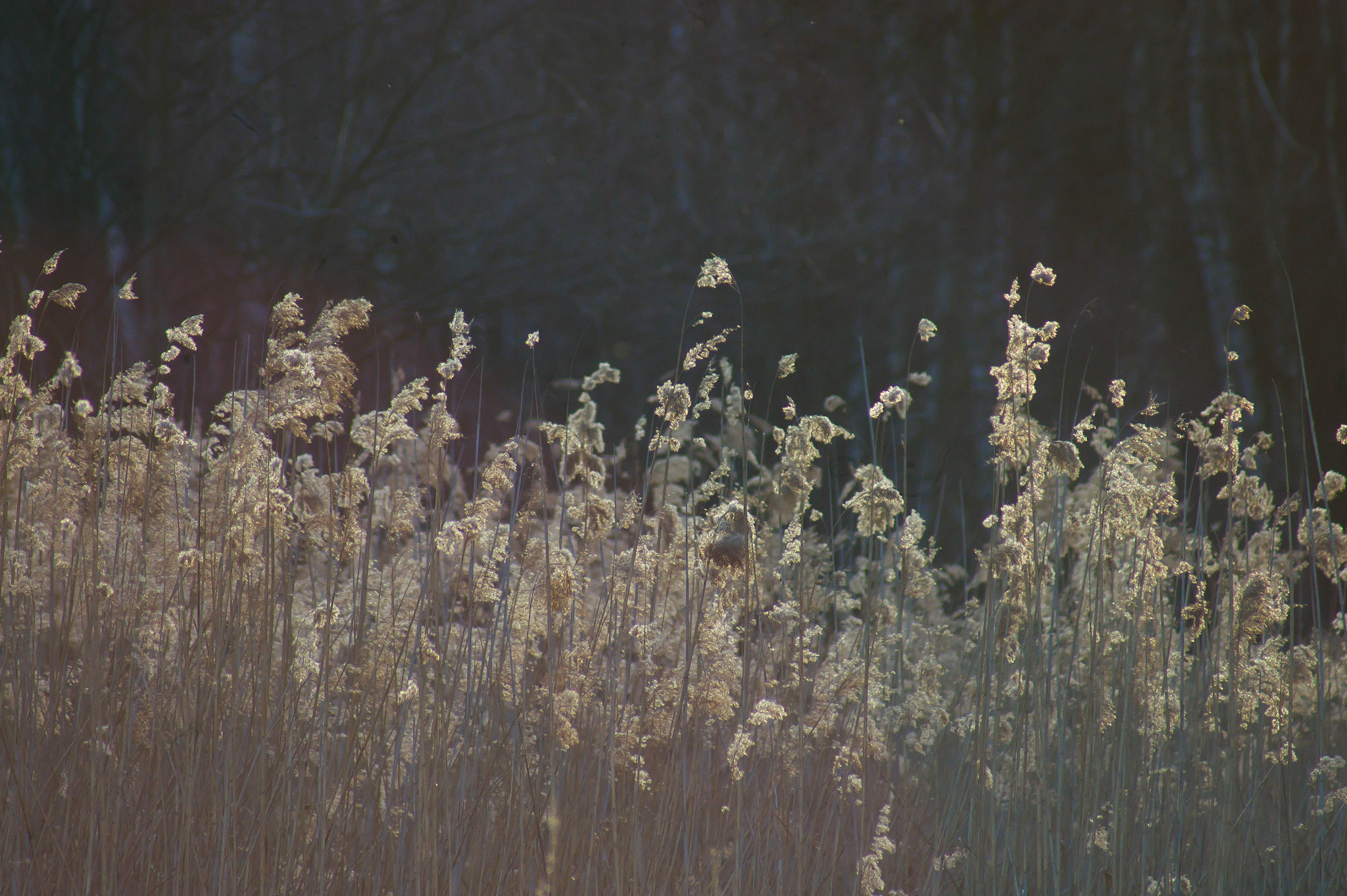 Sony 75-300mm F4.5-5.6 sample photo. //////// photography