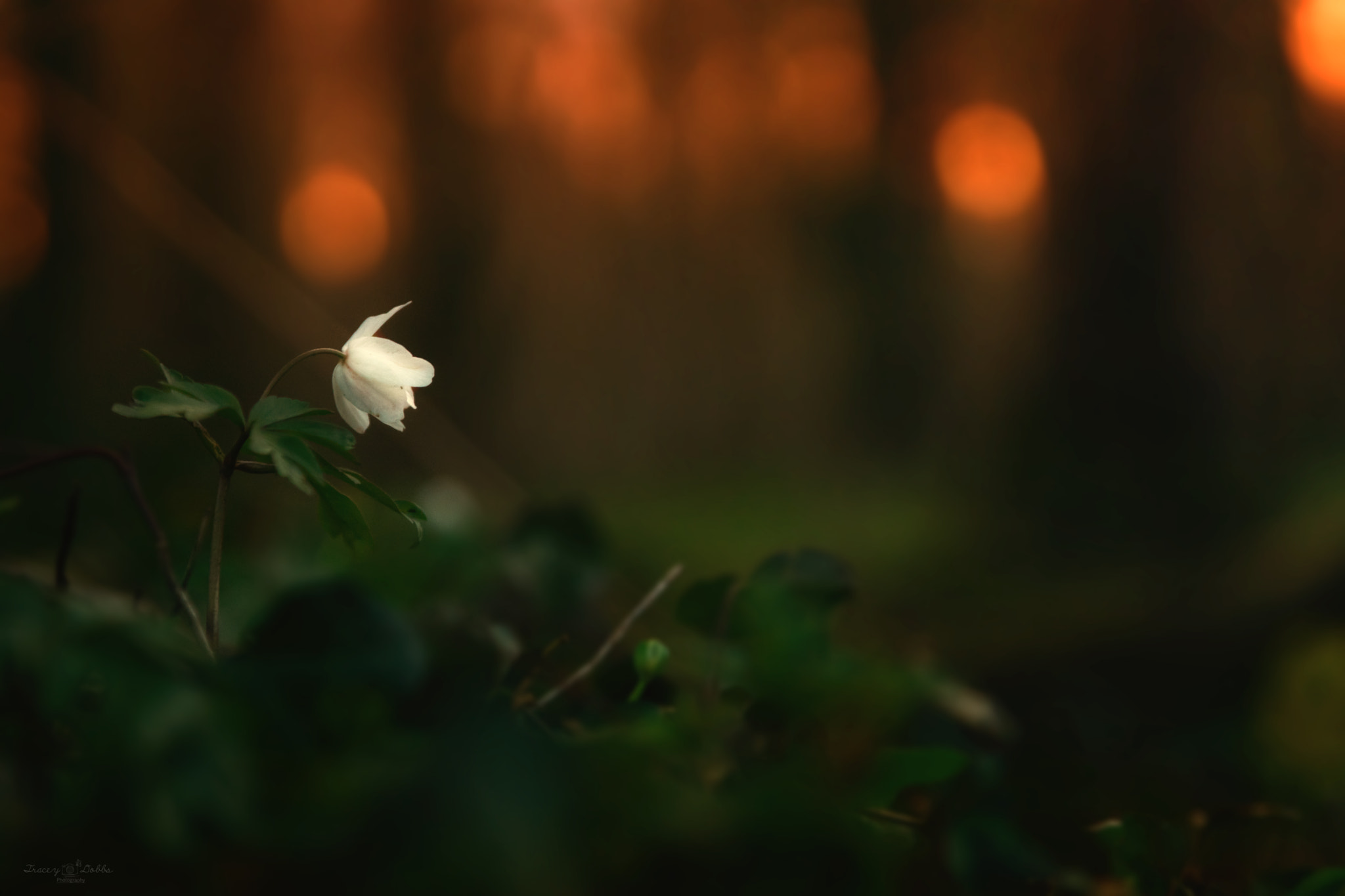 Tamron SP 24-70mm F2.8 Di VC USD sample photo. The watcher photography