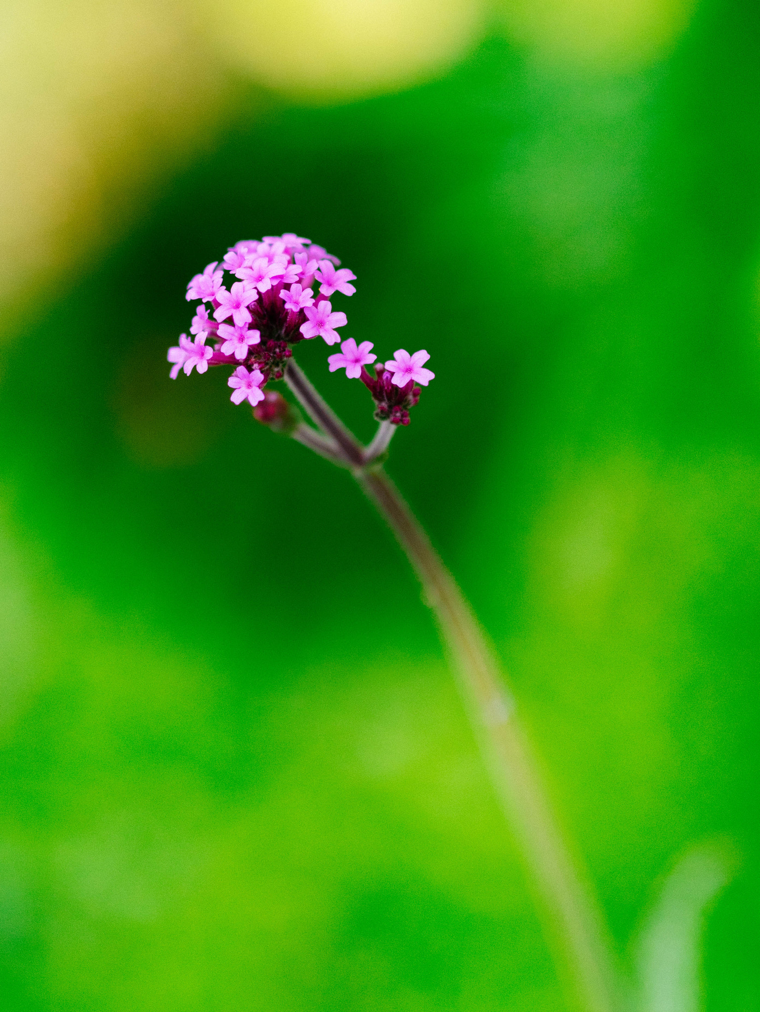 Panasonic Lumix DMC-GM1 + Olympus M.Zuiko Digital 45mm F1.8 sample photo. Verbena bonariensis photography