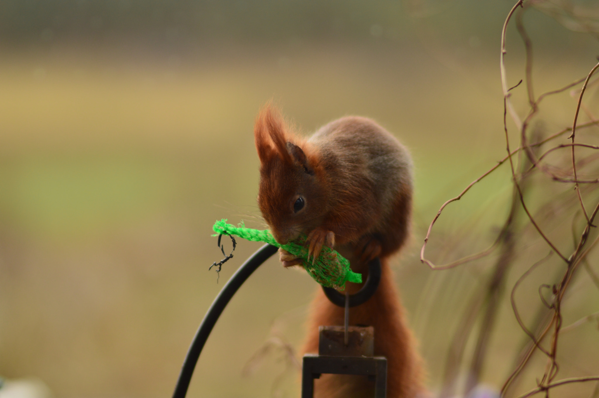 Samyang 85mm F1.4 Aspherical IF sample photo. Csc_0192.jpg photography