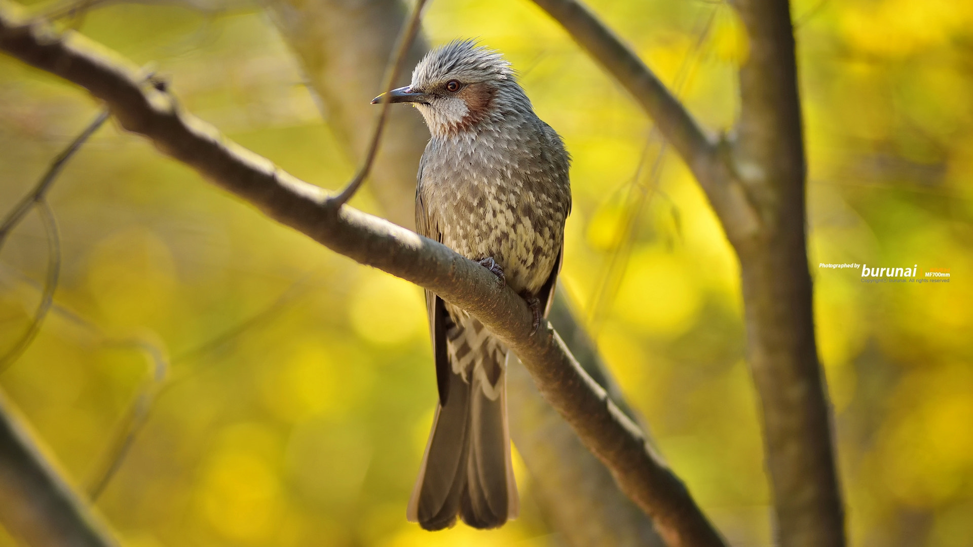 Nikon D800 + Nikkor 500mm f/4 P ED IF sample photo. Bird photography