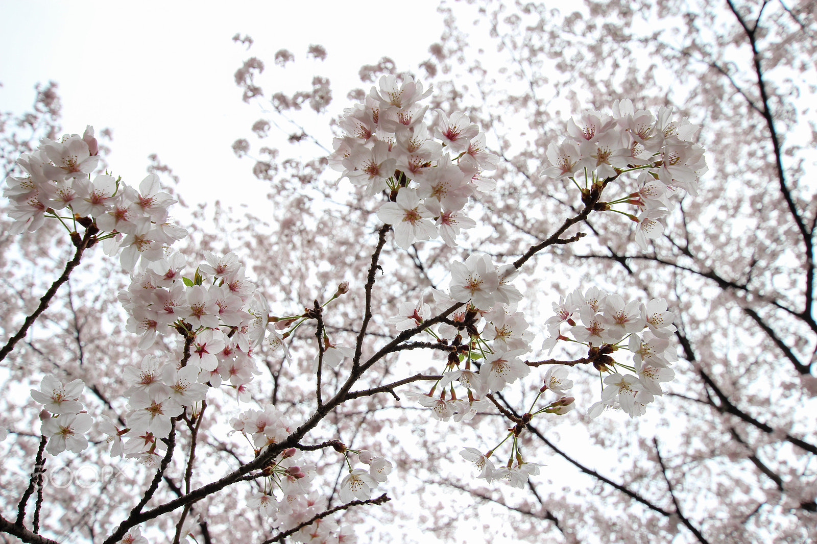 Canon EOS 600D (Rebel EOS T3i / EOS Kiss X5) sample photo. Fractal photography