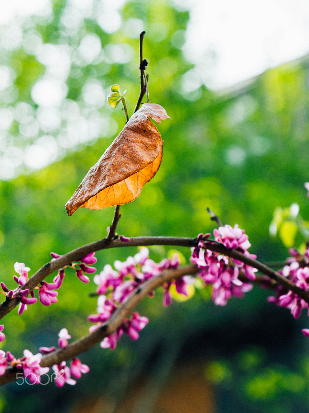 Panasonic DMC-GM1S sample photo. The last “bird” of this spring photography