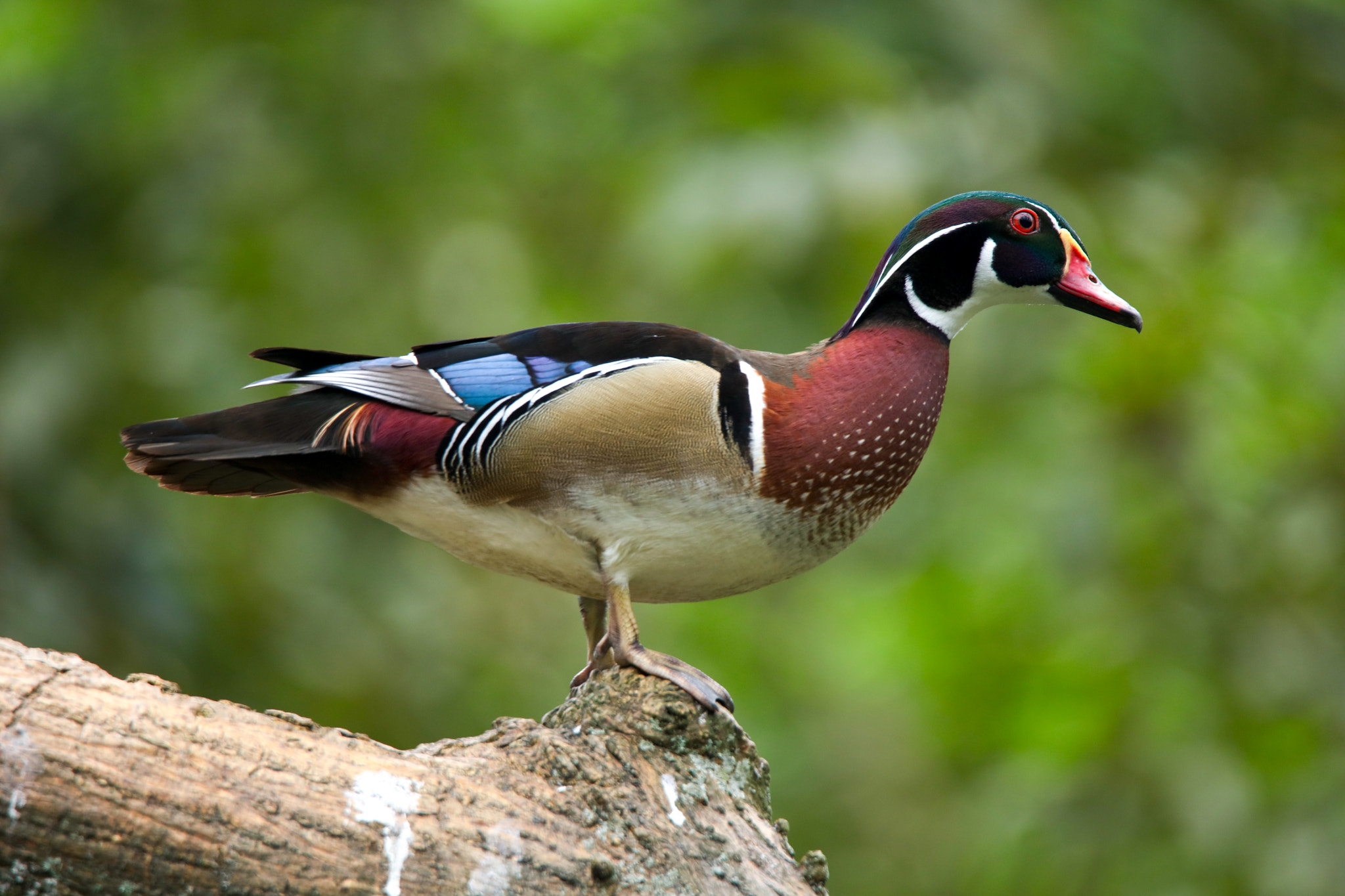 Tamron SP 150-600mm F5-6.3 Di VC USD sample photo. Mandarin duck photography