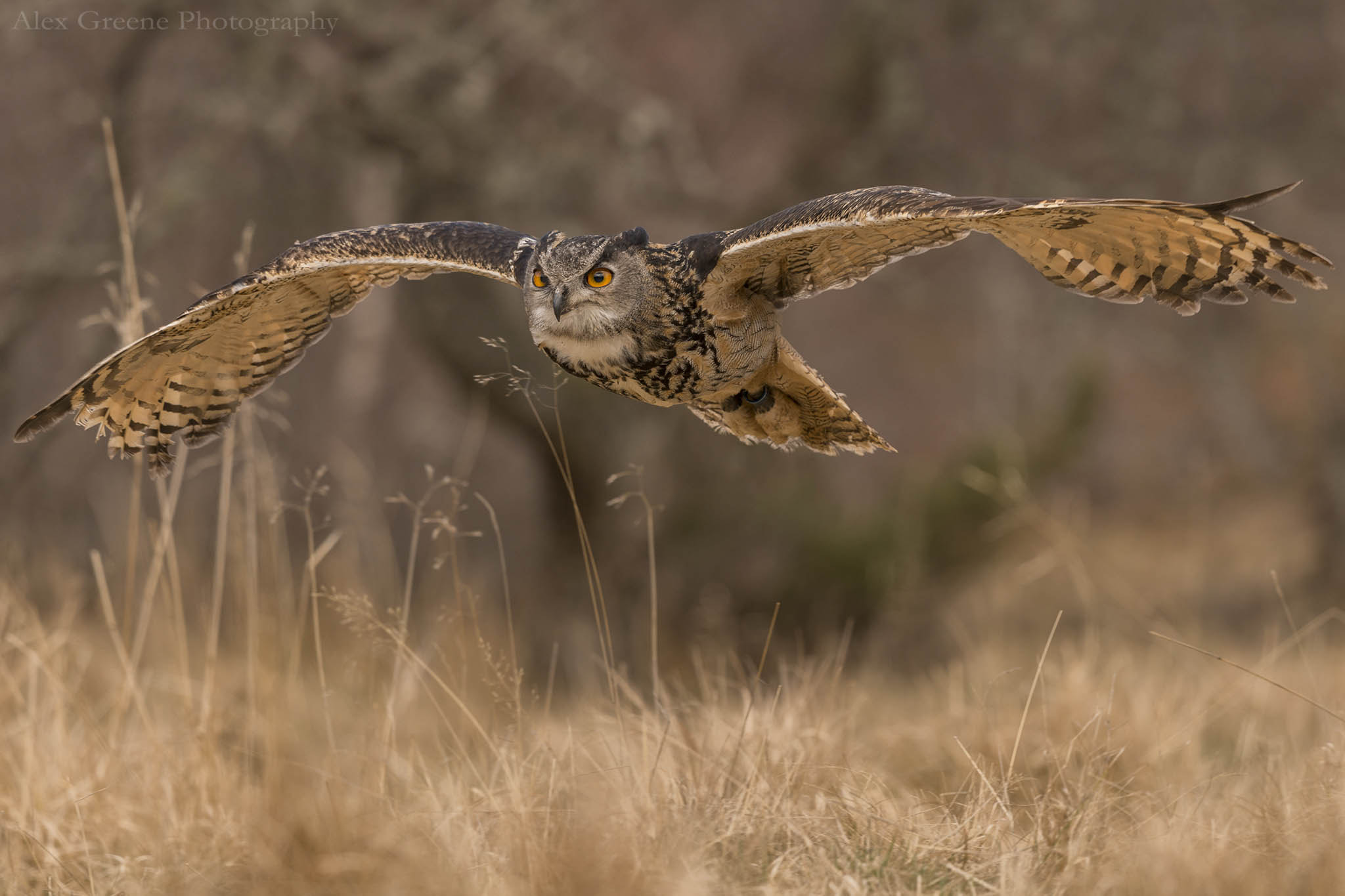 Nikon AF-S Nikkor 200-500mm F5.6E ED VR sample photo. Eurasian eagle owl in flight photography