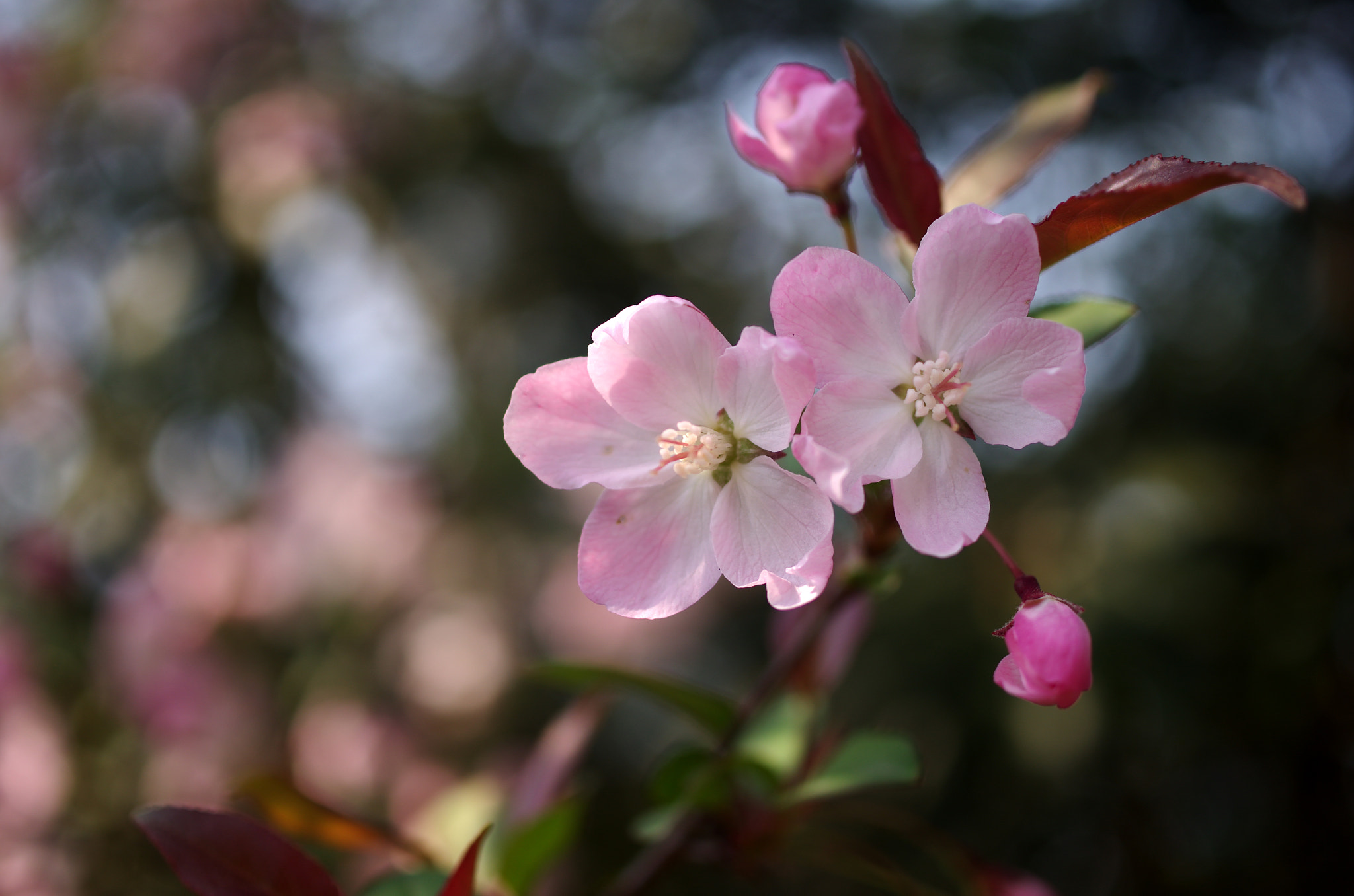 Pentax K-5 + HD Pentax DA 35mm F2.8 Macro Limited sample photo. Spring photography