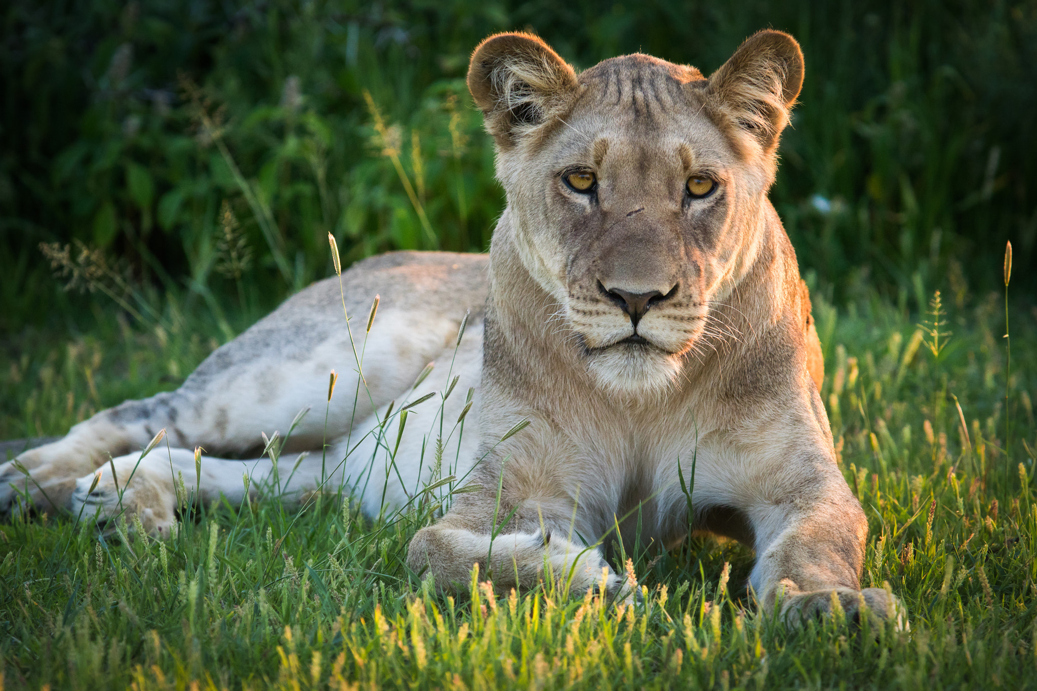 300mm F2.8 G sample photo. Young lion photography