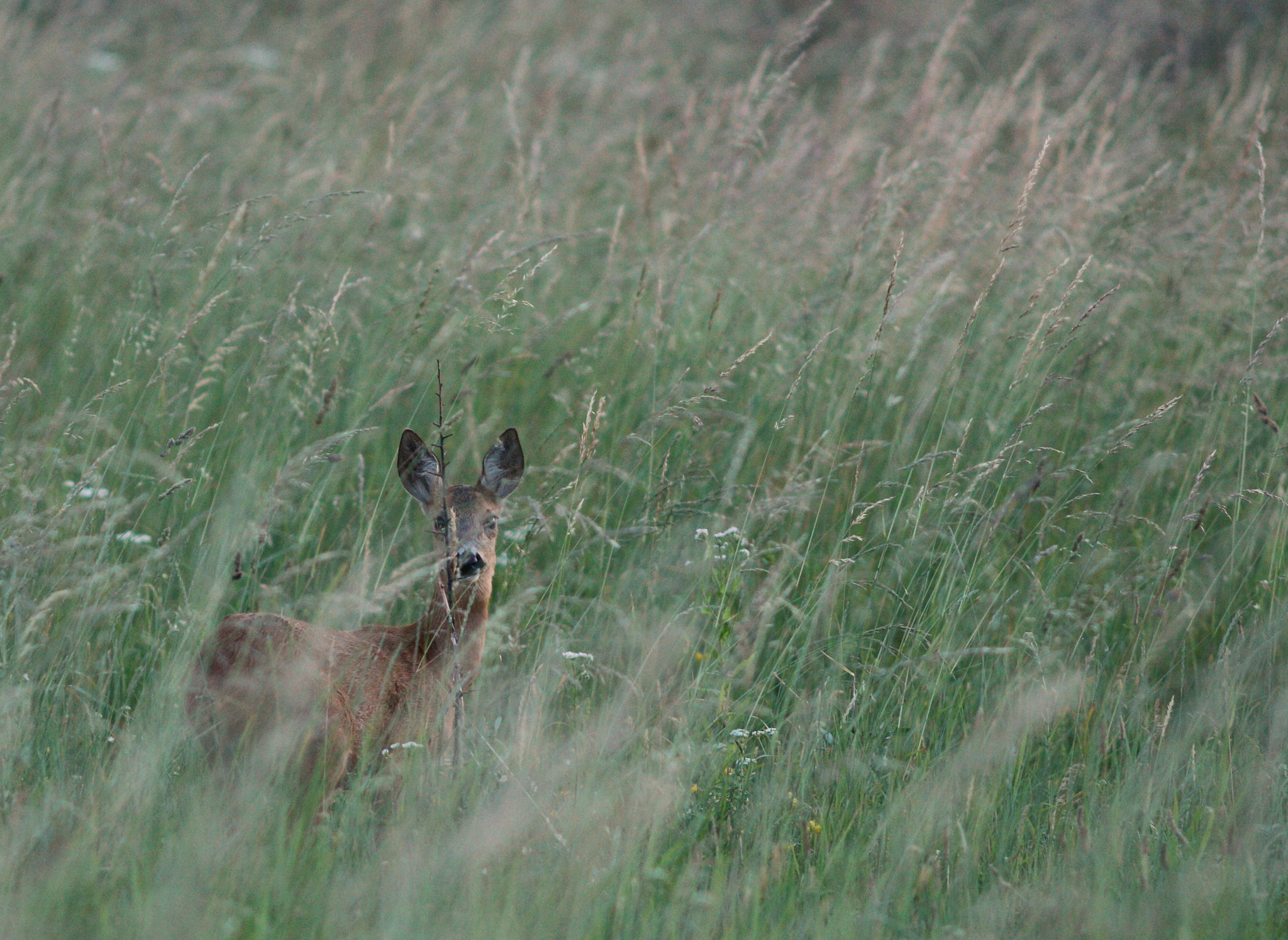 Canon EOS 700D (EOS Rebel T5i / EOS Kiss X7i) + Canon EF 200mm F2.8L II USM sample photo. Dreamy doe photography