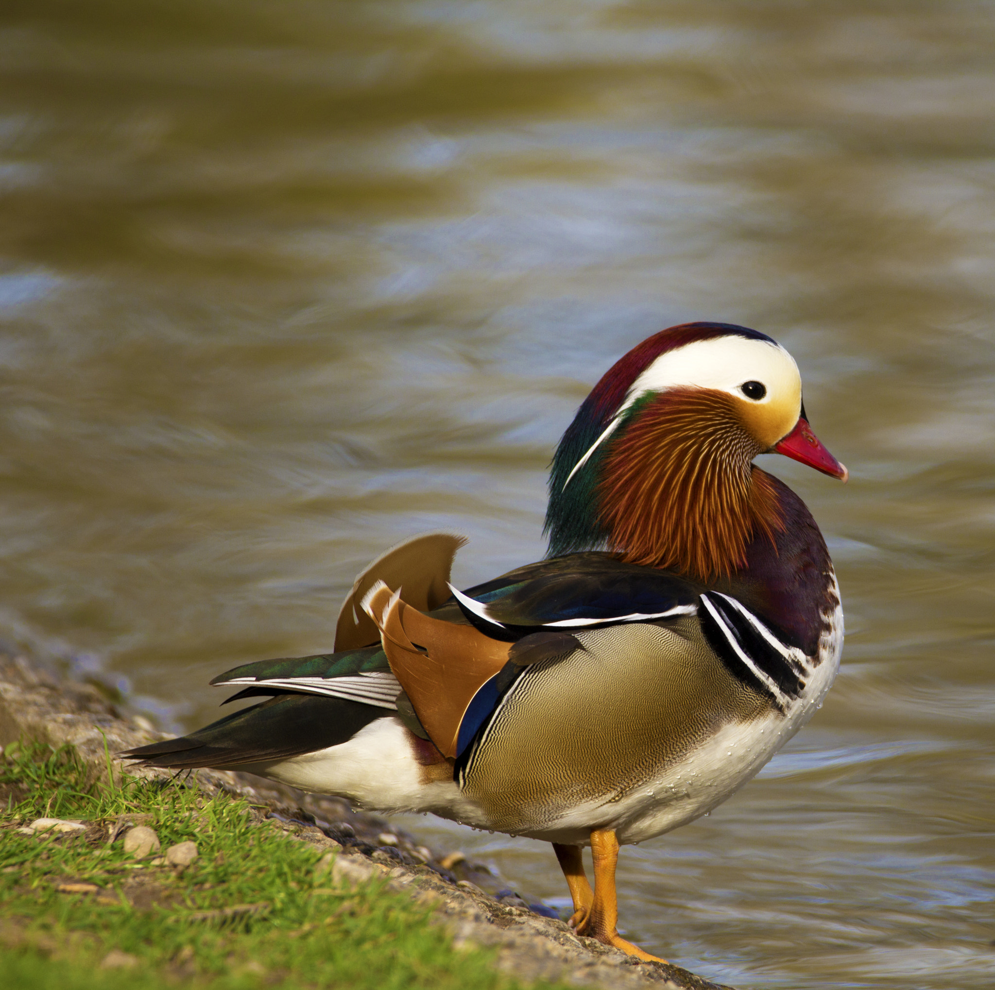 Sigma 150-600mm F5-6.3 DG OS HSM | C sample photo. Wooden duck photography