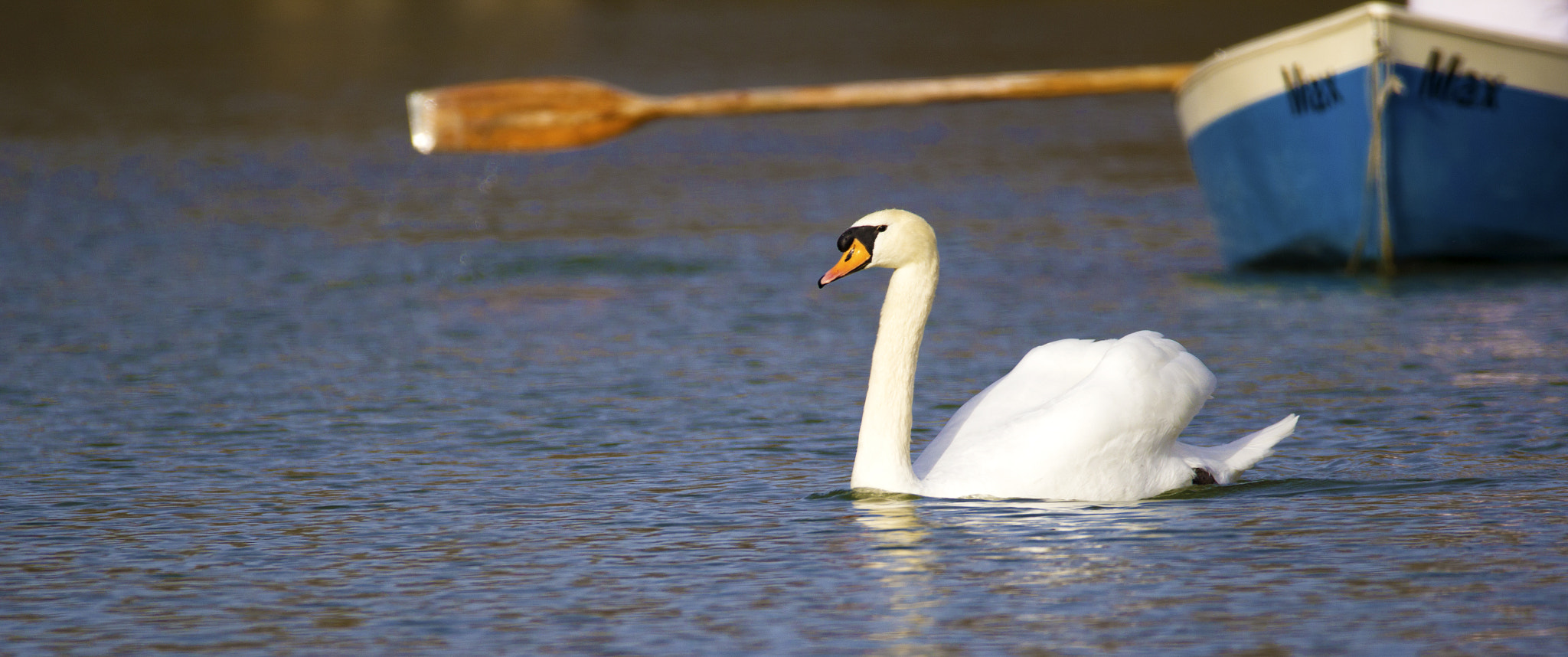 Sigma 150-600mm F5-6.3 DG OS HSM | C sample photo. Swan lake photography