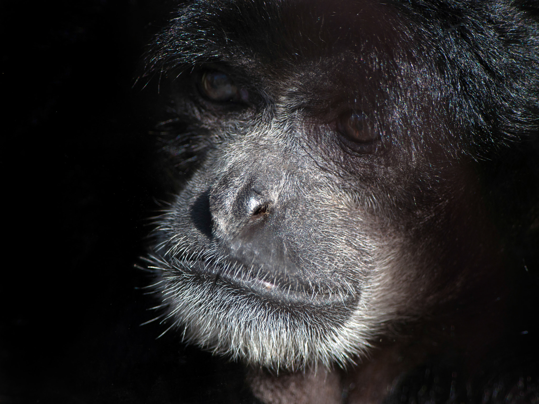 Nikon D5000 + Nikon AF-S Nikkor 300mm F4D ED-IF sample photo. Siamang gibbon photography