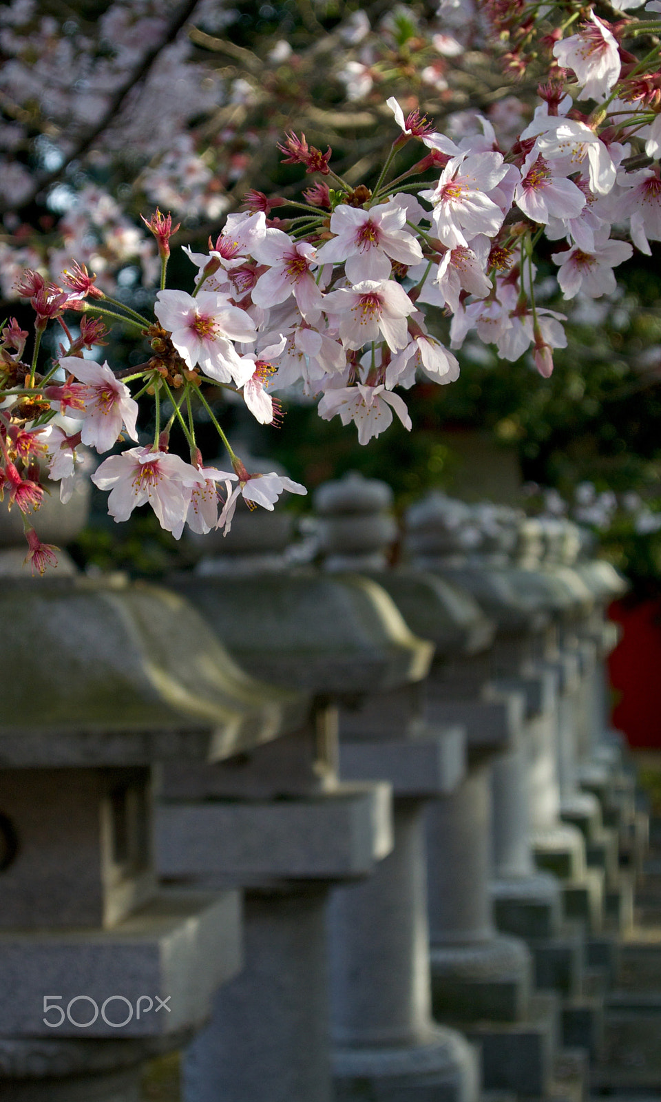 Nikon 1 J2 sample photo. Shrine cherry blossoms photography
