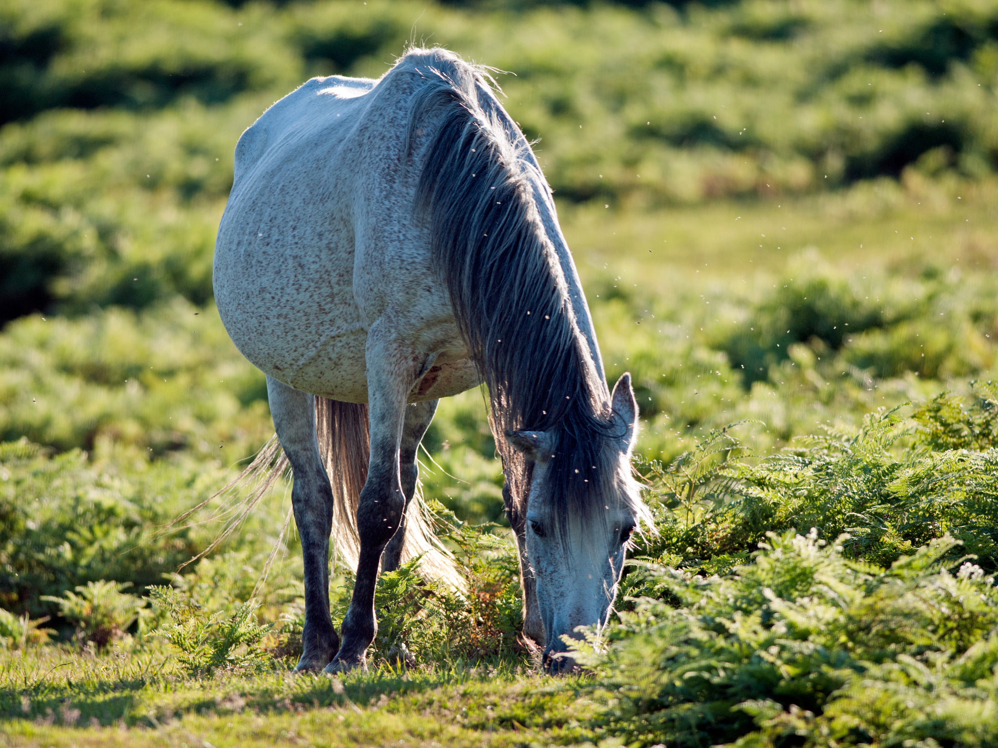 Nikon D5000 + Nikon AF-S Nikkor 300mm F4D ED-IF sample photo. White pony photography