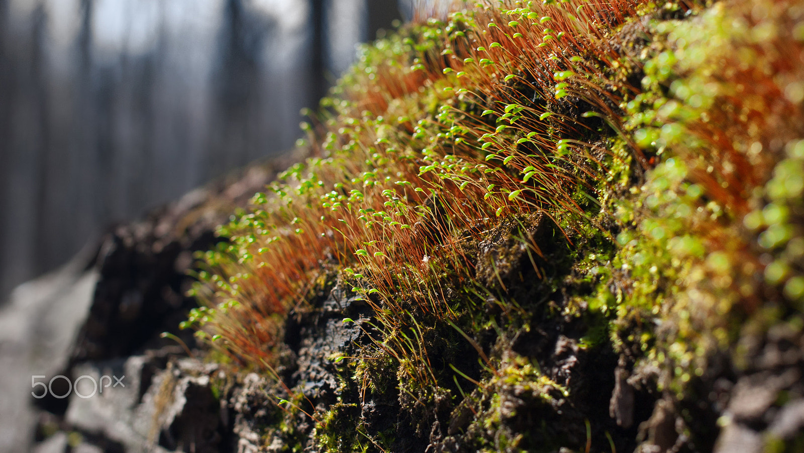 Canon EOS 40D + Canon EF 40mm F2.8 STM sample photo. Sprouts photography