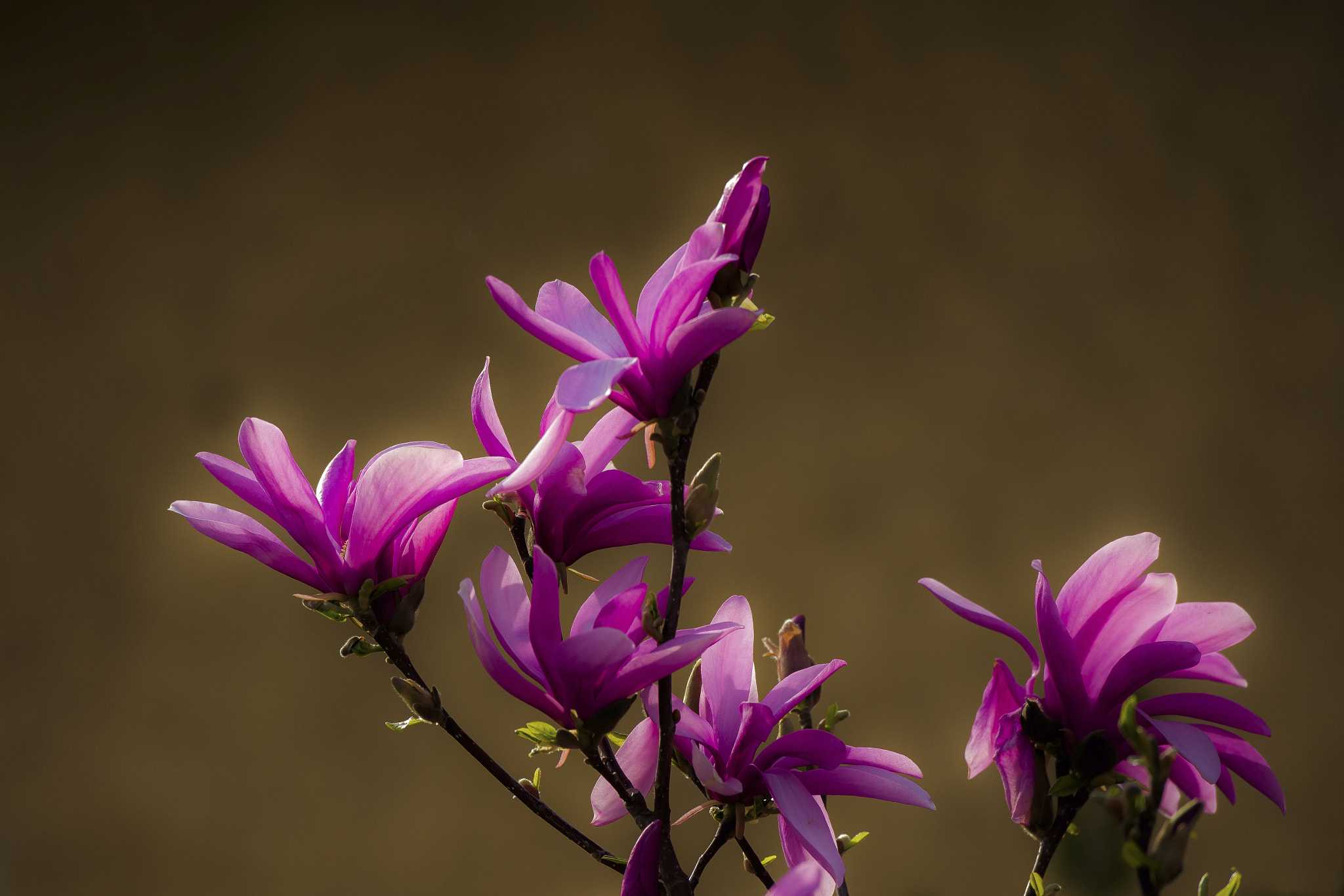 Nikon D600 sample photo. Magnolia photography