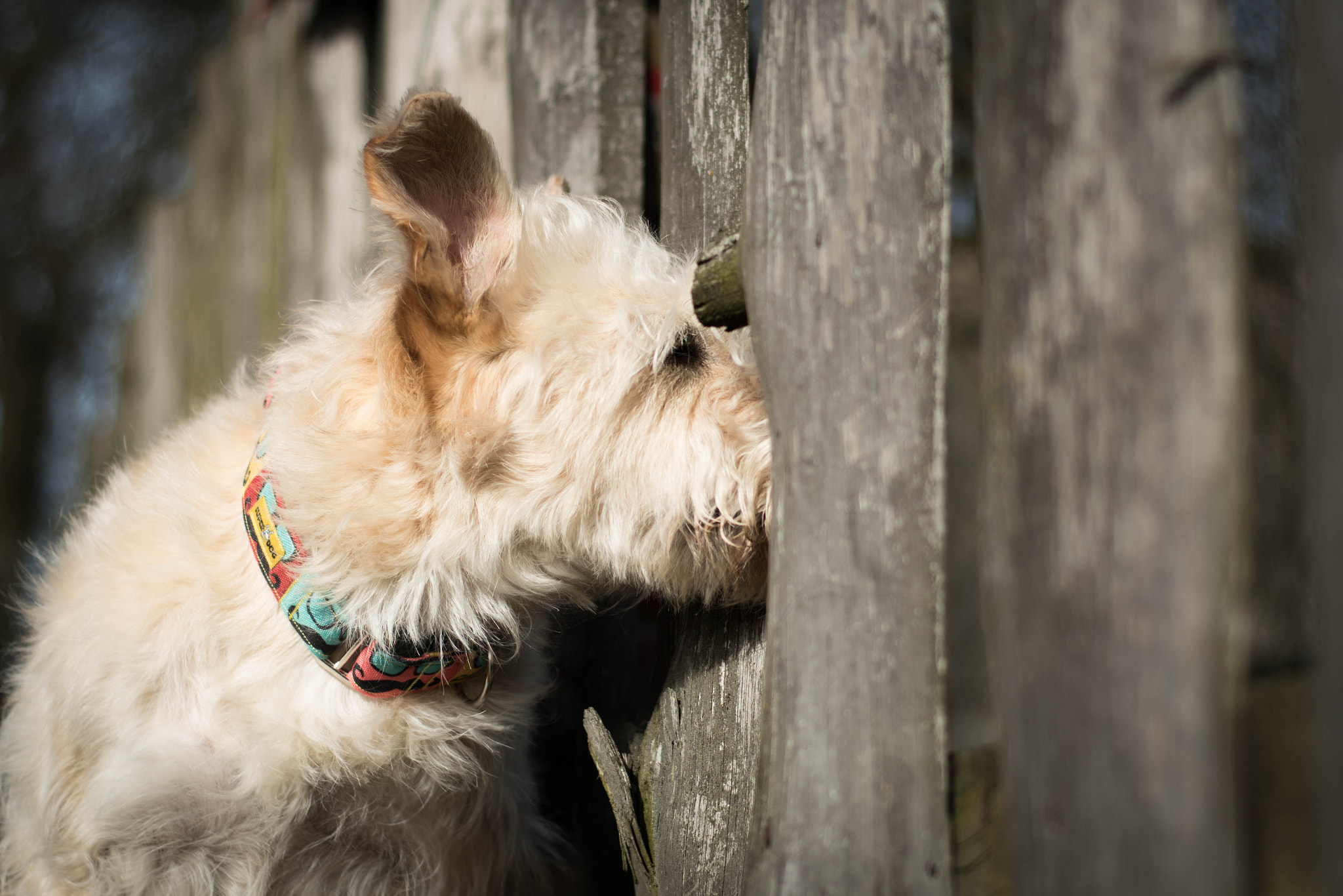 Nikon D5500 + Nikon AF Nikkor 50mm F1.8D sample photo. Peeper photography