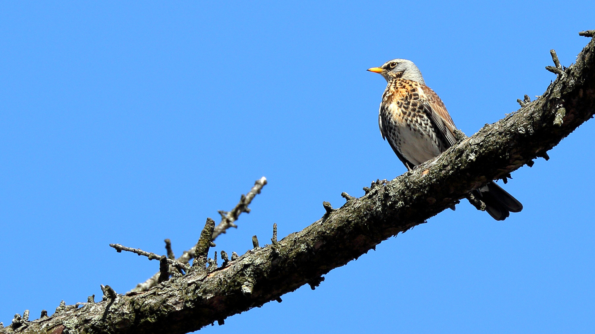 Canon EF 70-300mm F4-5.6L IS USM sample photo. Fieldfare photography