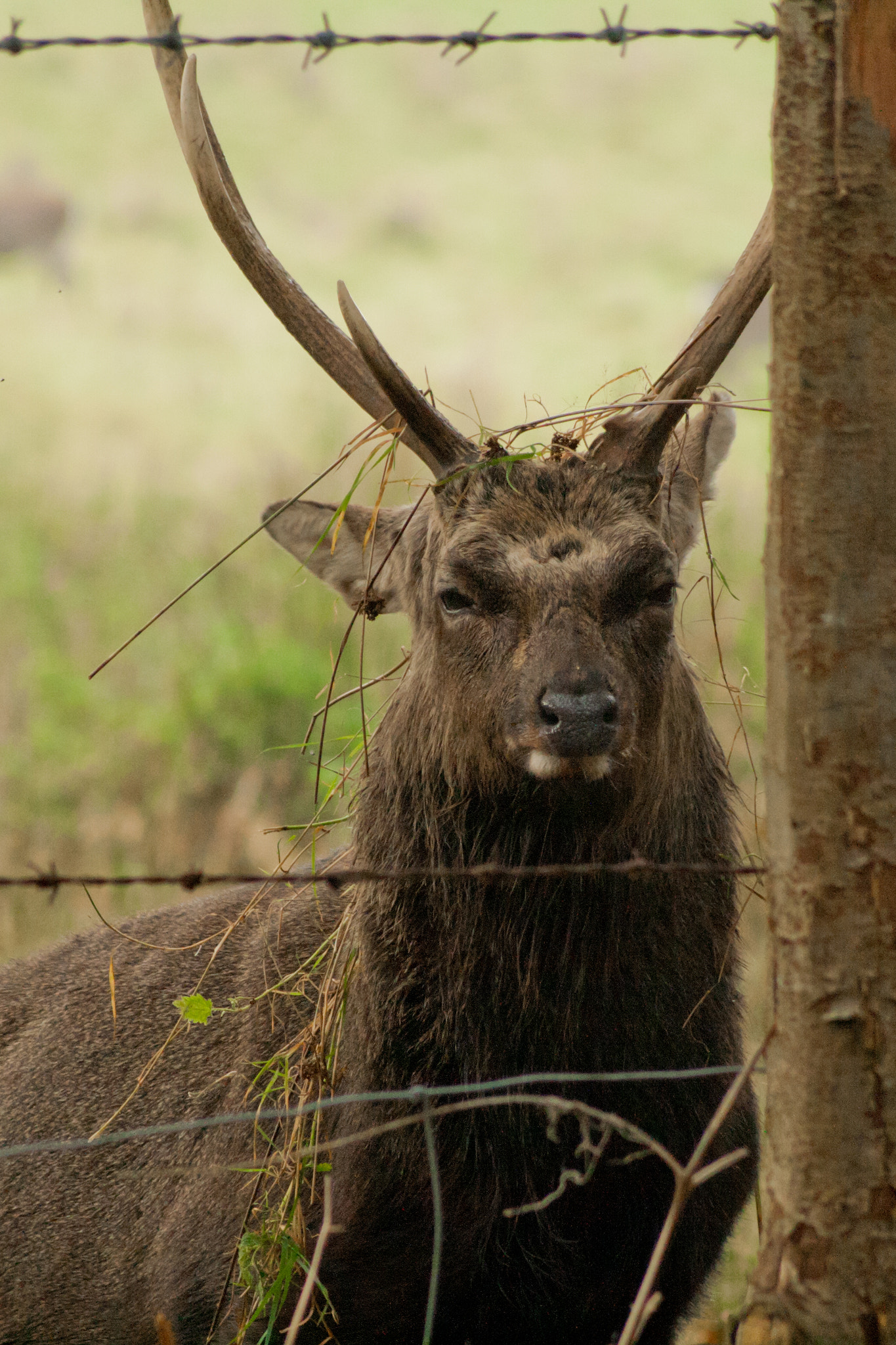 Canon EF 100-200mm f/4.5A sample photo. The stag photography